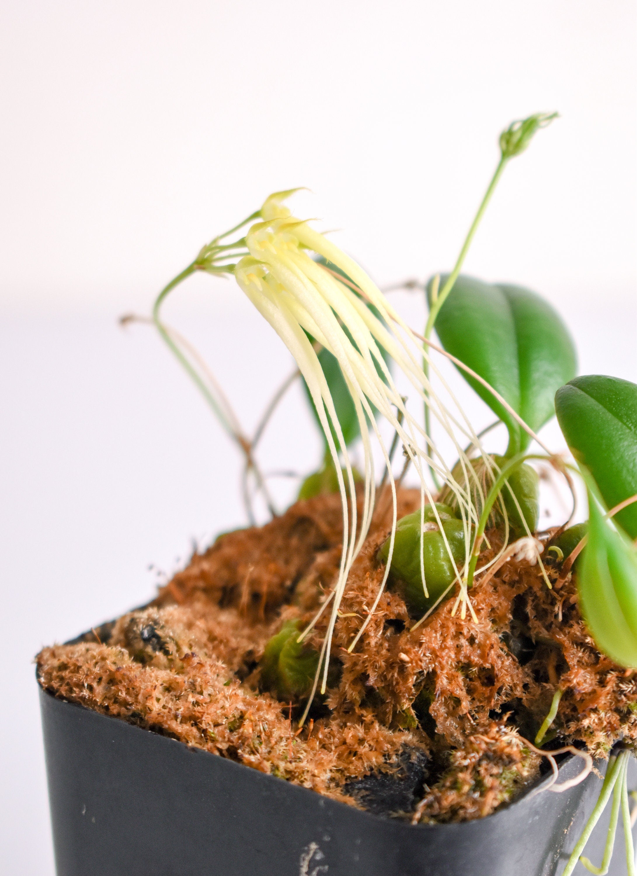 Mini Bulbophyllum tingabarinum forma flavum