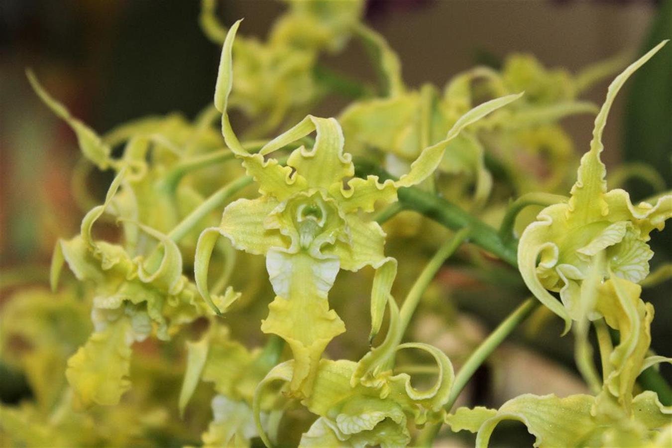 Alien Orchid Dendrobium spectabile var. aureum