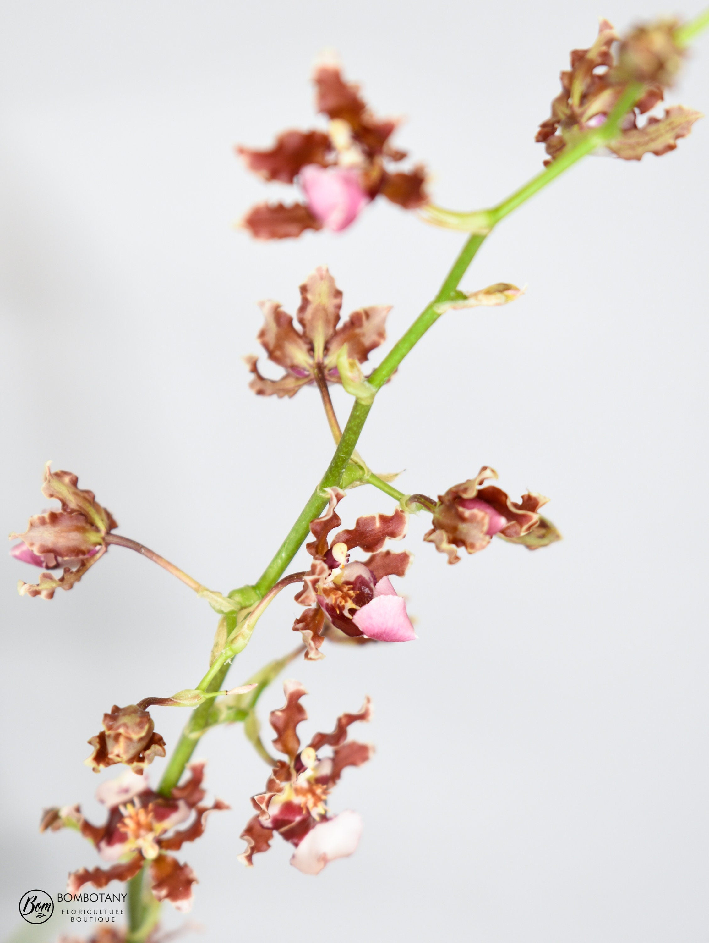 Oncidium Ruth's Rainbow 'Over the Rainbow'