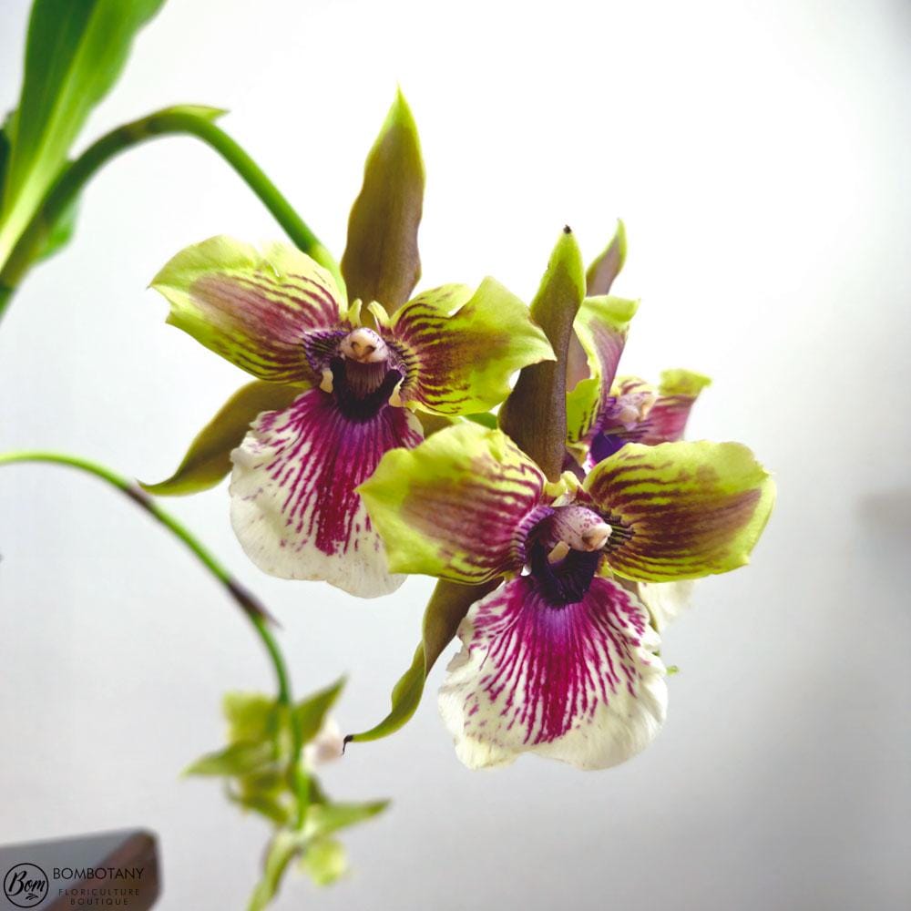 Fragrant Zygopetalum Louisendorf 'Peloric'