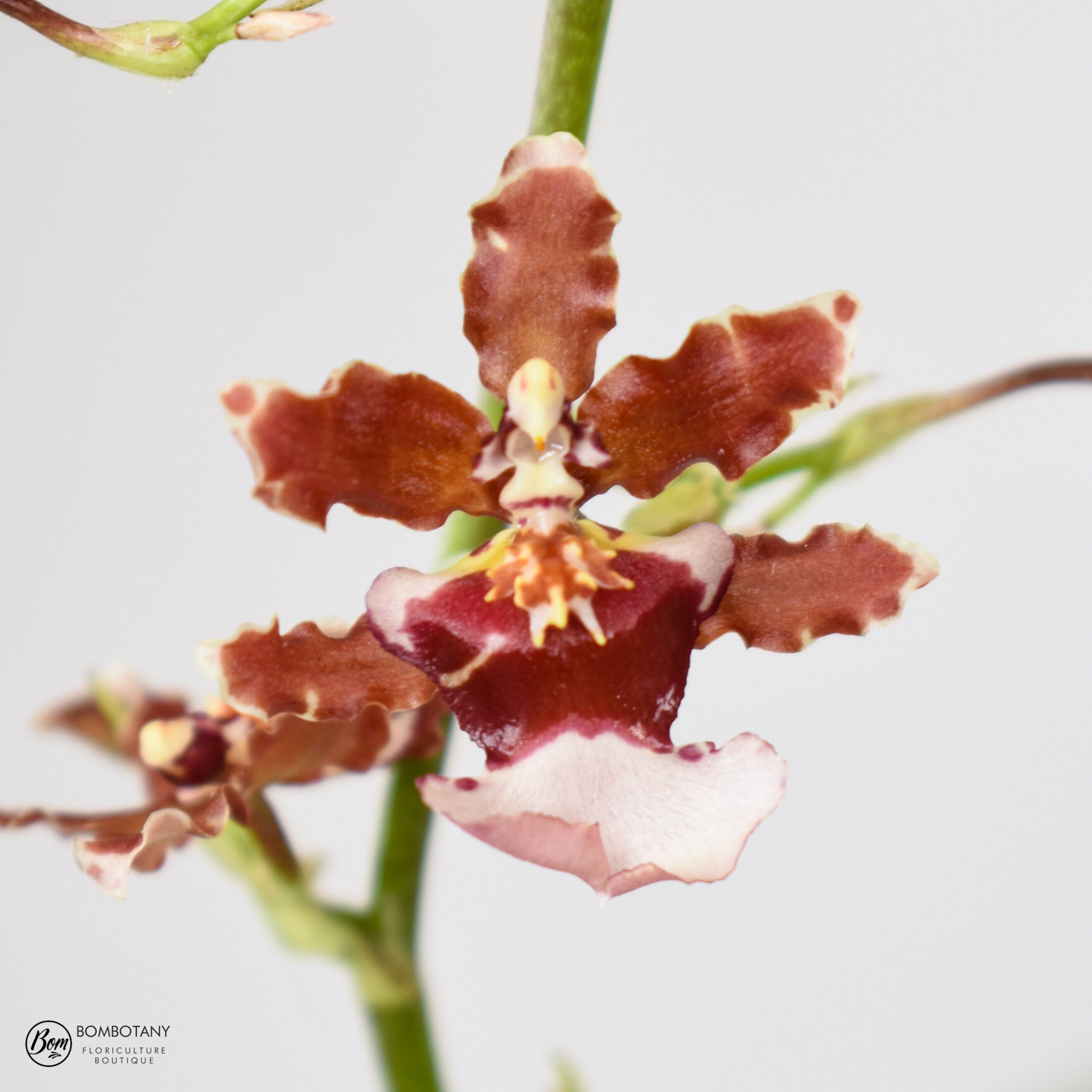 Oncidium Ruth's Rainbow 'Over the Rainbow'