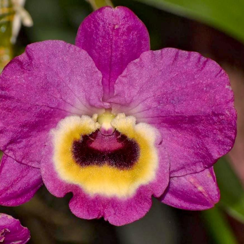 Fragrant Dendrobium Red Emperor 'Prince'