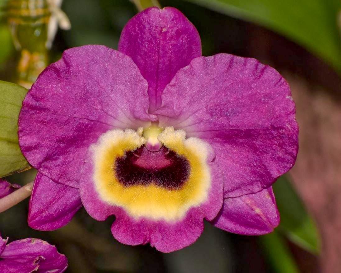 Fragrant Dendrobium Red Emperor 'Prince'