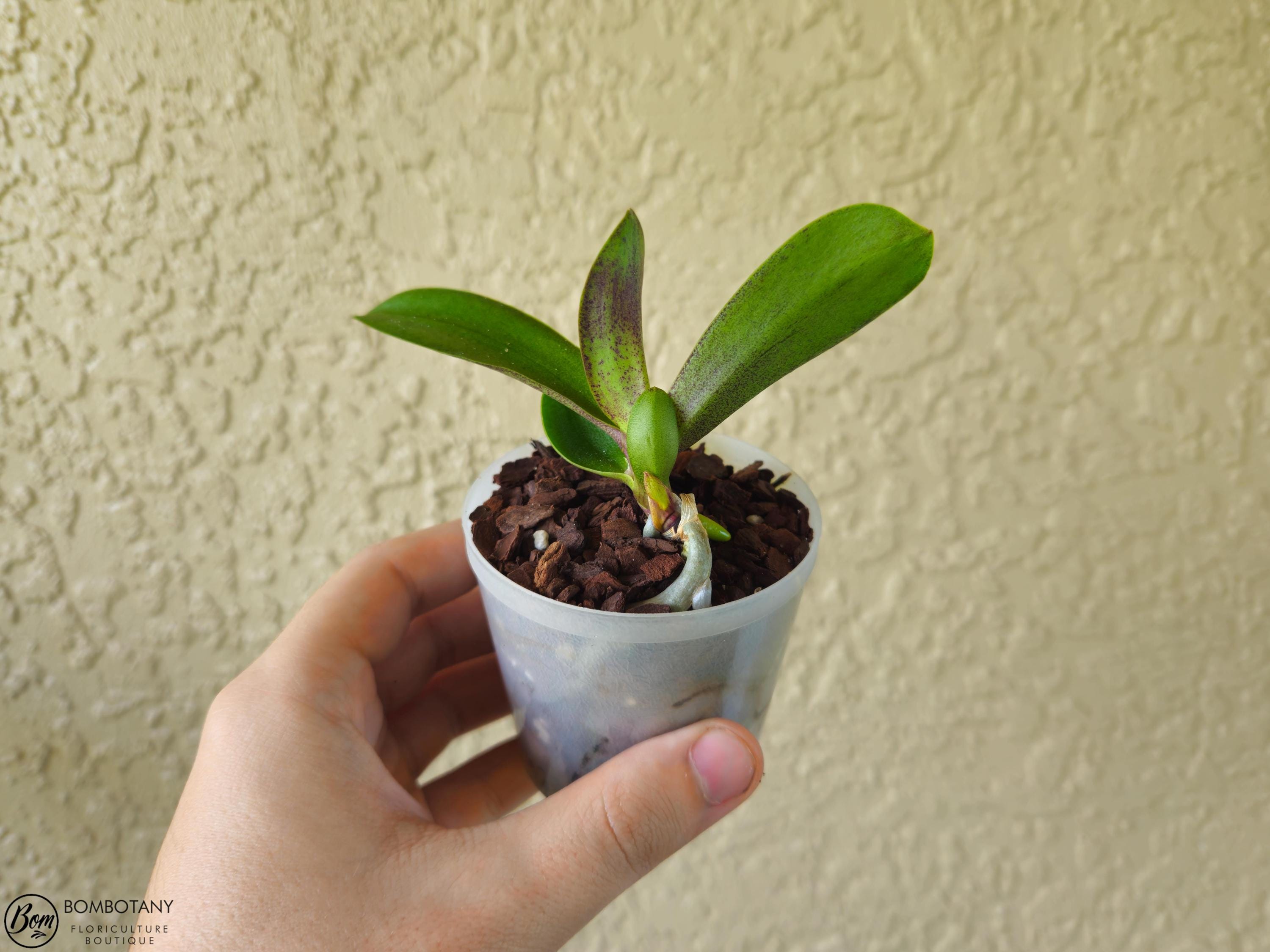 Multifloral Starter Doritaenopsis/Phalaenopsis Yu-Pin Burgundy