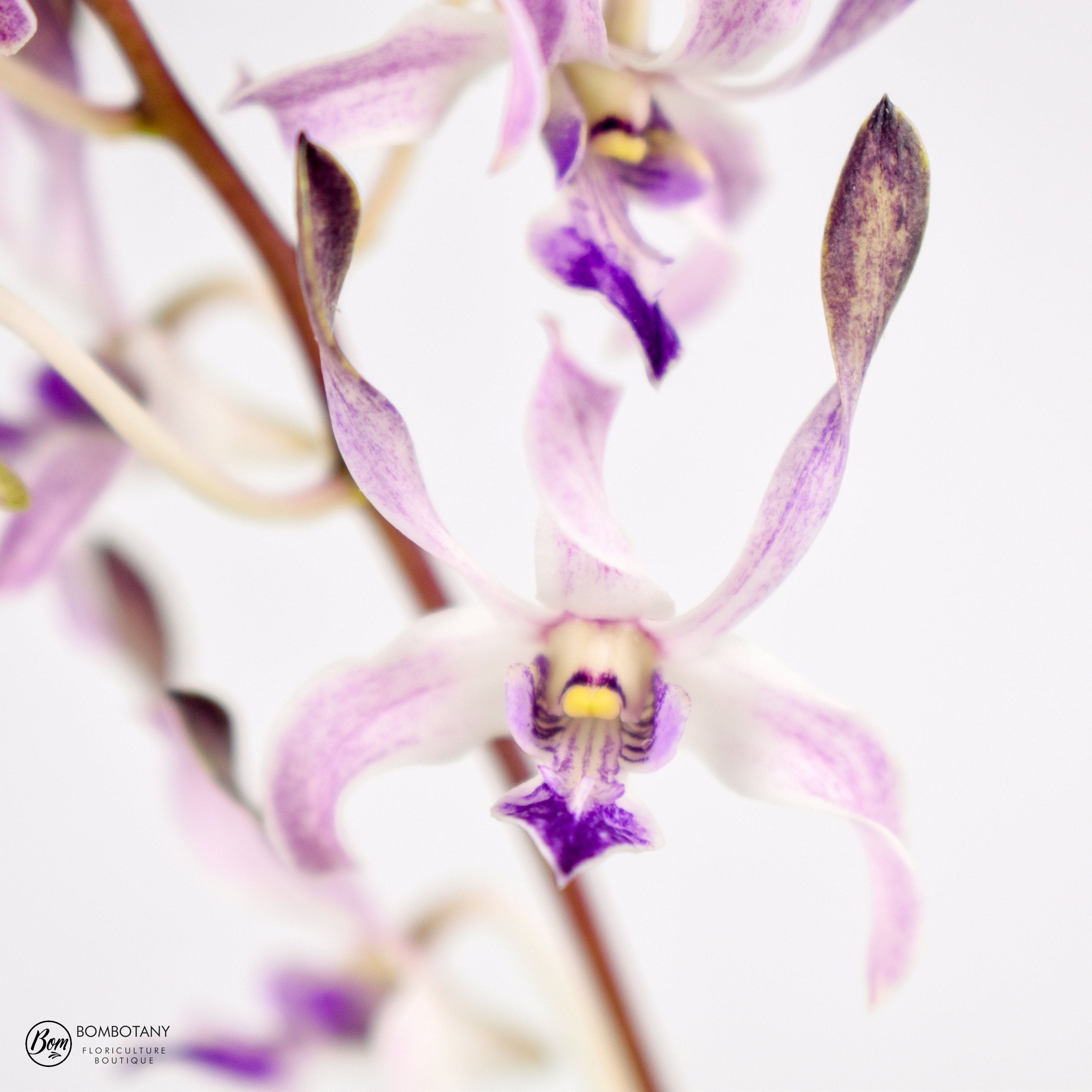 Antelope Type Dendrobium Blue Seas