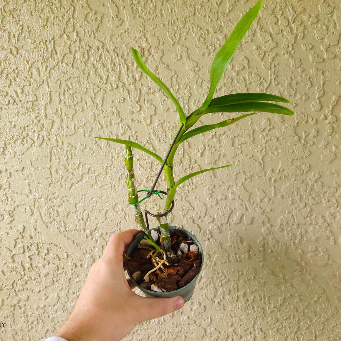 Fragrant Starter Dendrobium Oriental Smile 'Butterfly'