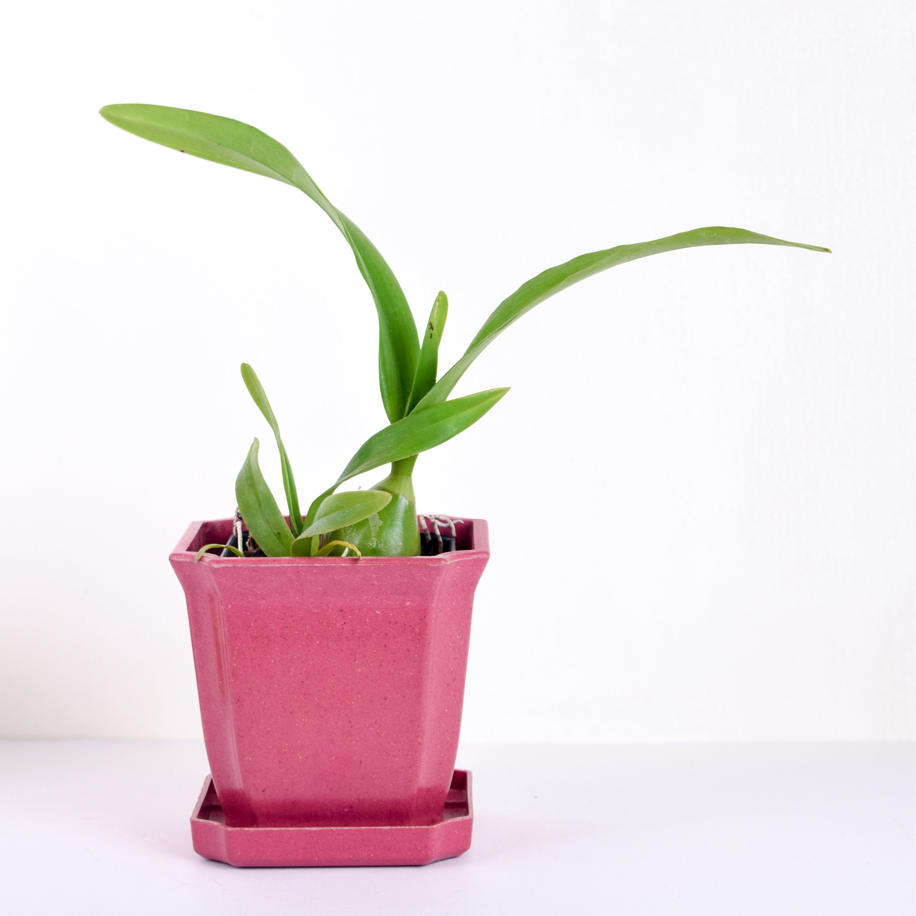 Fragrant Starter Encyclia Nursery Rhyme 'Genesis'