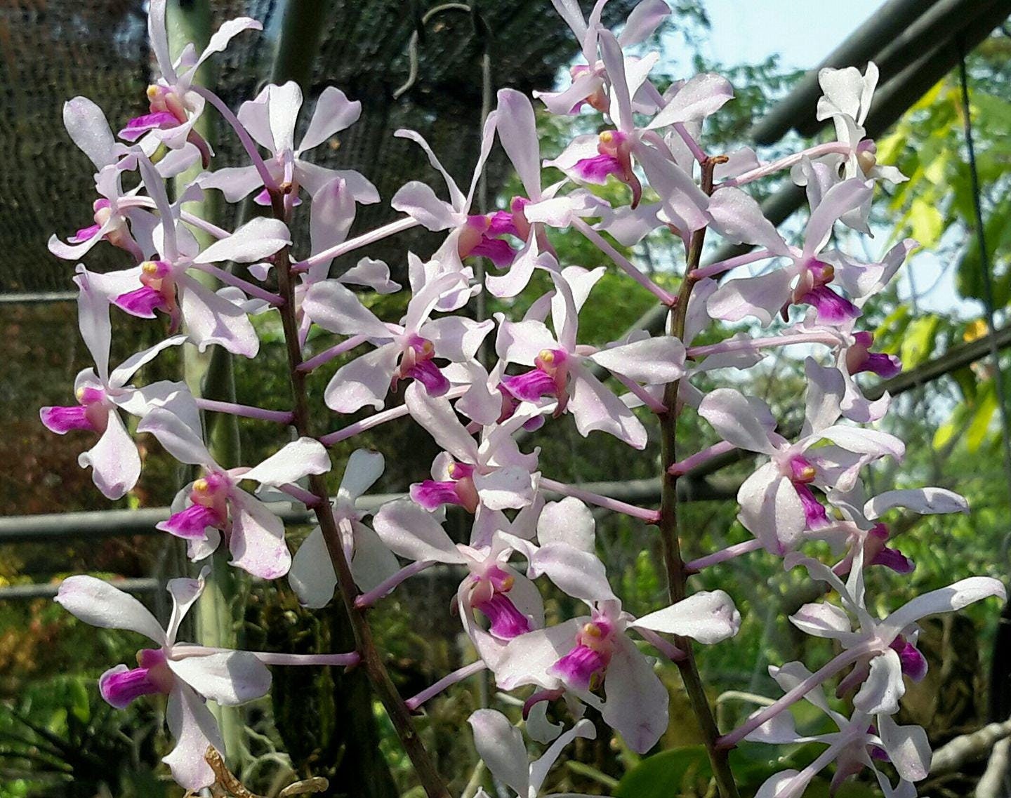 Species Vanda coerulescens Pink Form IN SPIKE