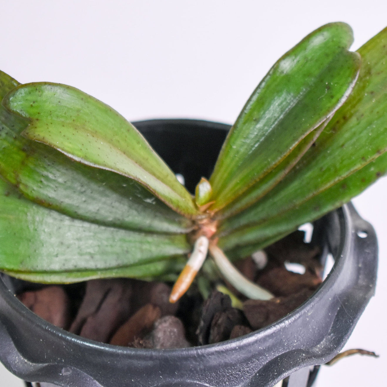 Fragrant West African Aerangis biloba IN SPIKE