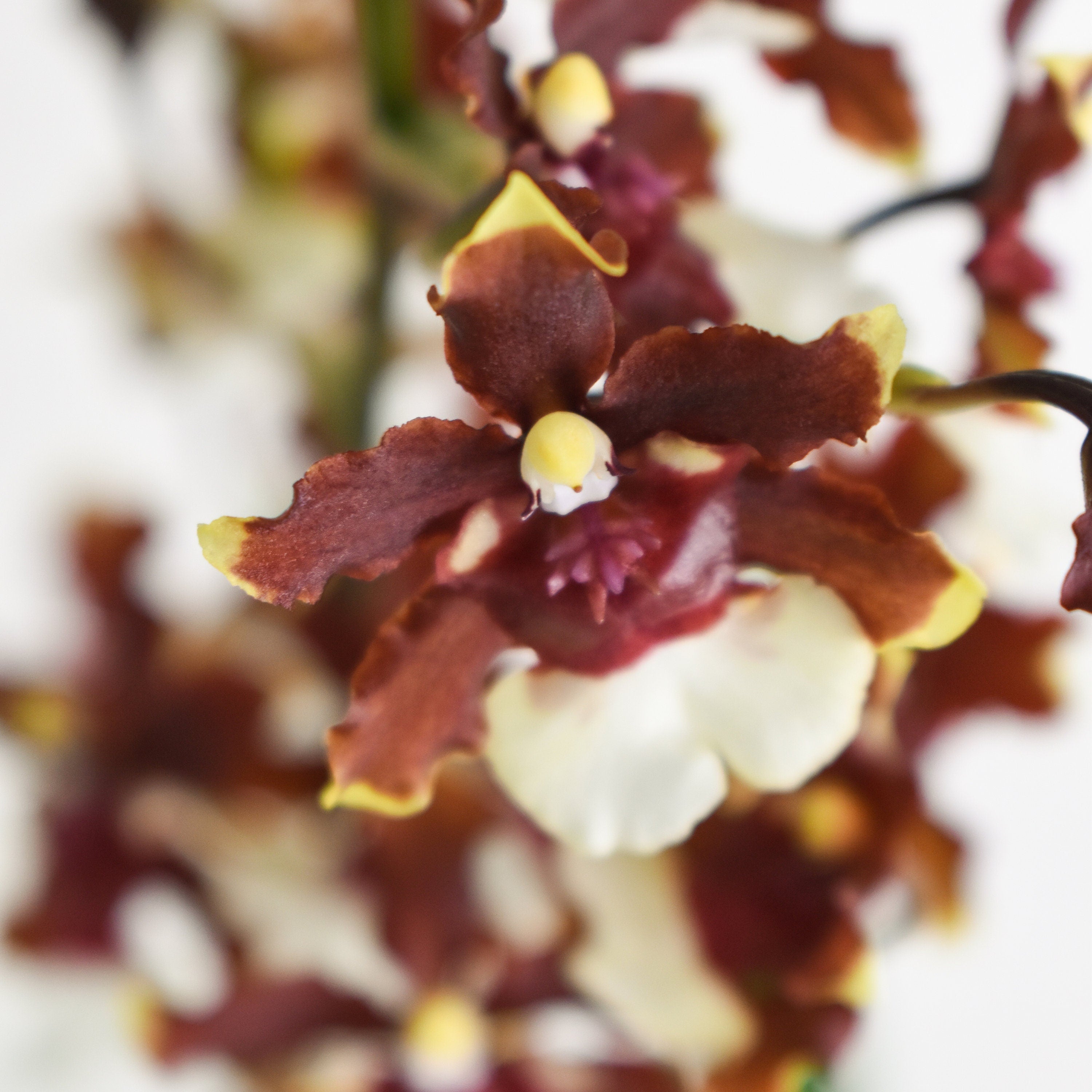 Fragrant Oncidium Aka Baby 'Raspberry Chocolate' IN SPIKE