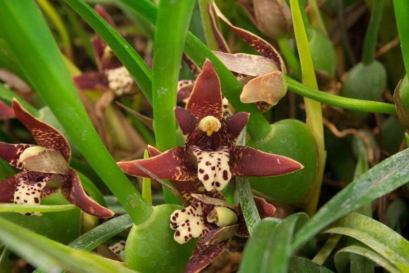 Fragrant Coconut Orchid Maxillaria tenuifolia