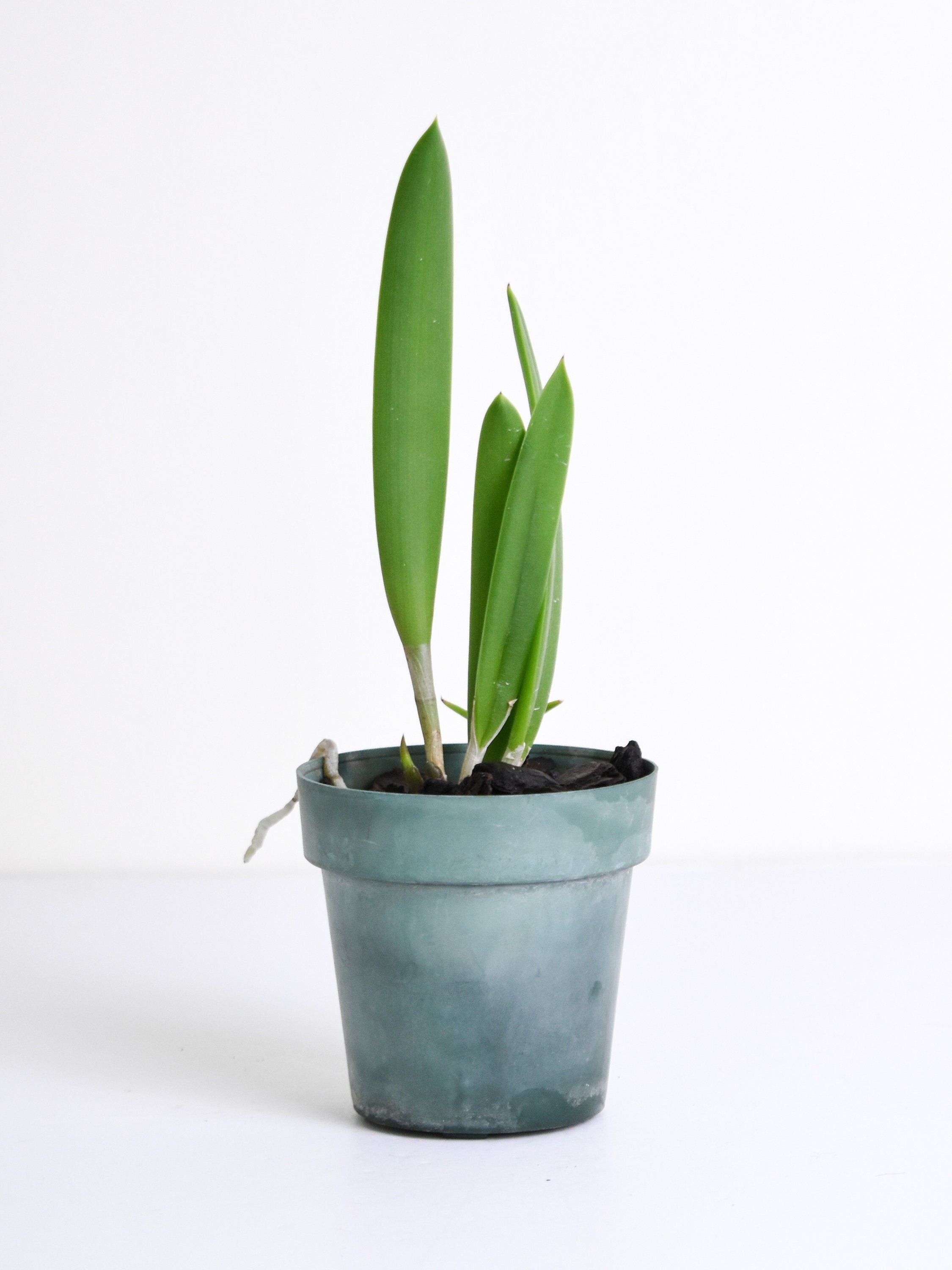 Fragrant Brassavola Little Stars IN SPIKE