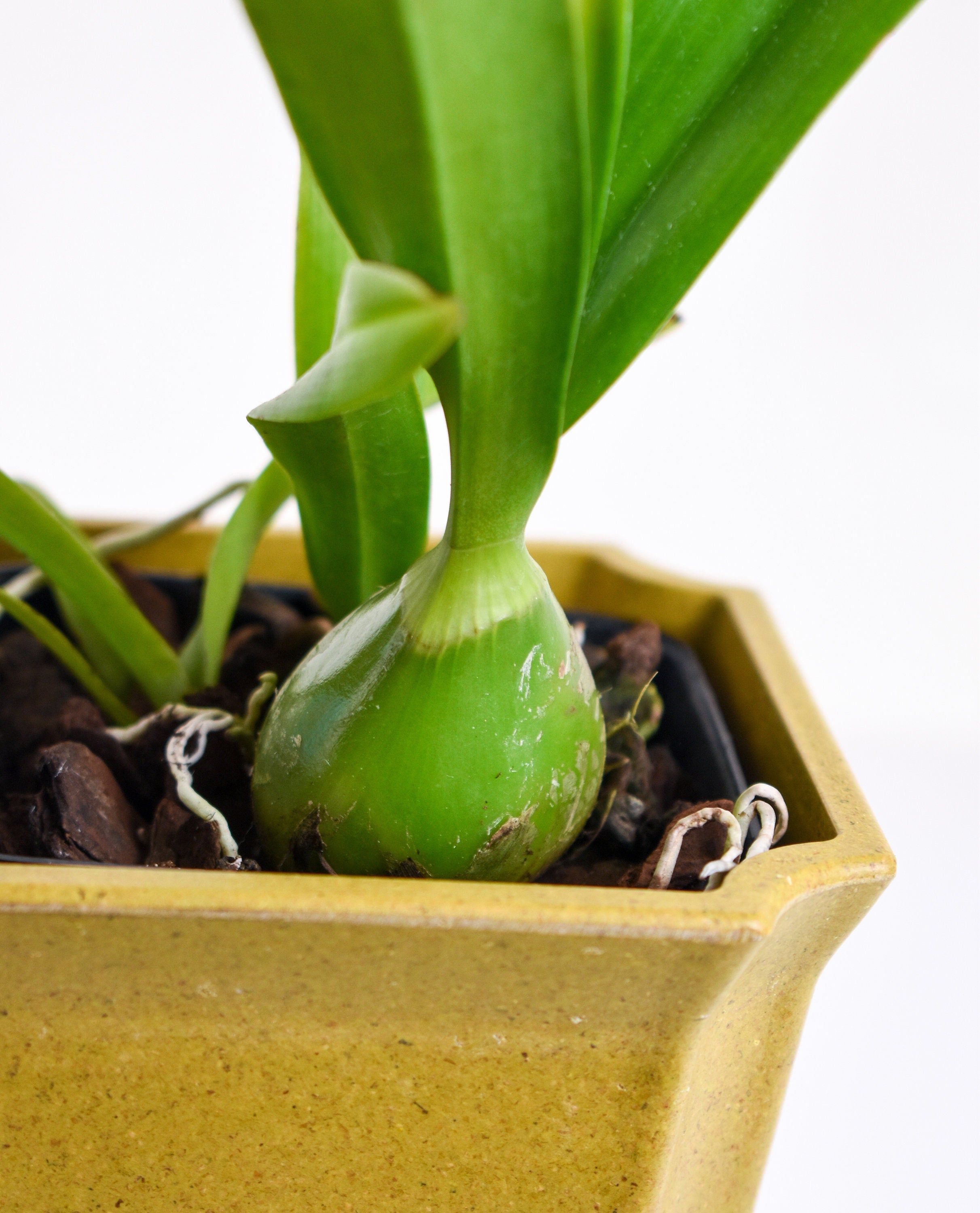 Fragrant Starter Encyclia Nursery Rhyme 'Genesis'