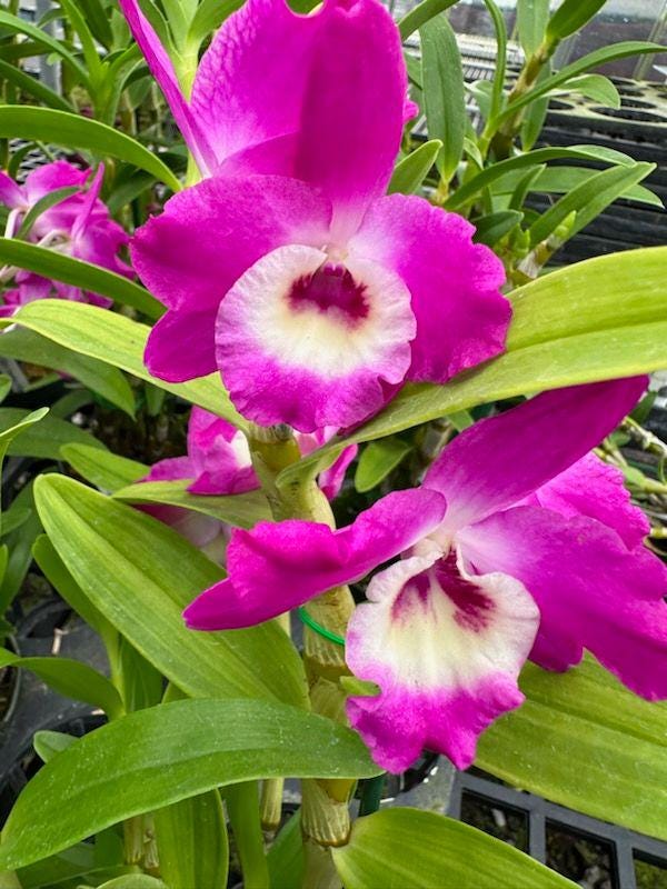 Fragrant Dendrobium Country Girl 'Warabeuta'