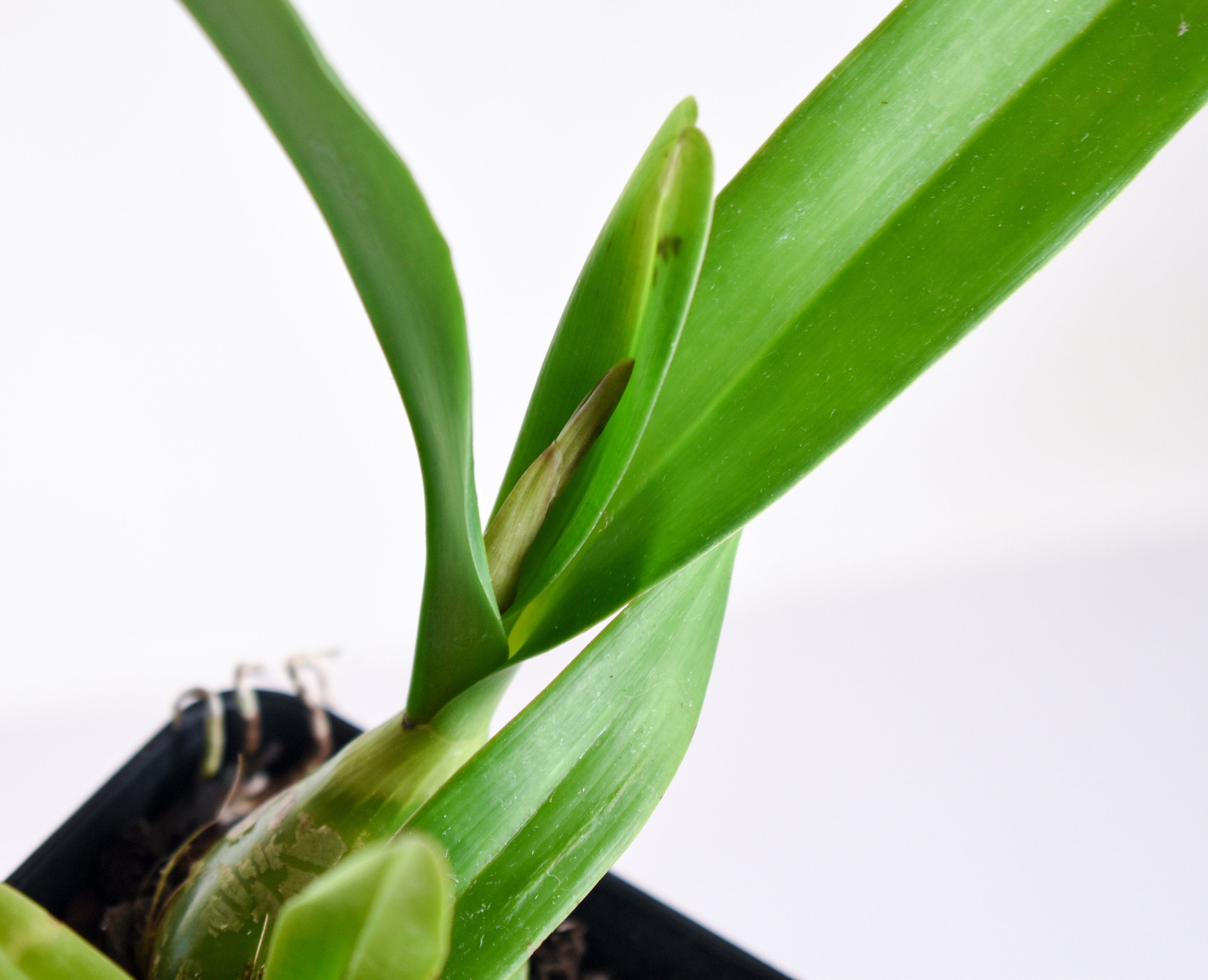 Fragrant Encyclia Nursery Rhyme 'Genesis'