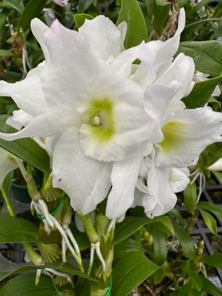 Fragrant Dendrobium Spring Dream 'Apollon'