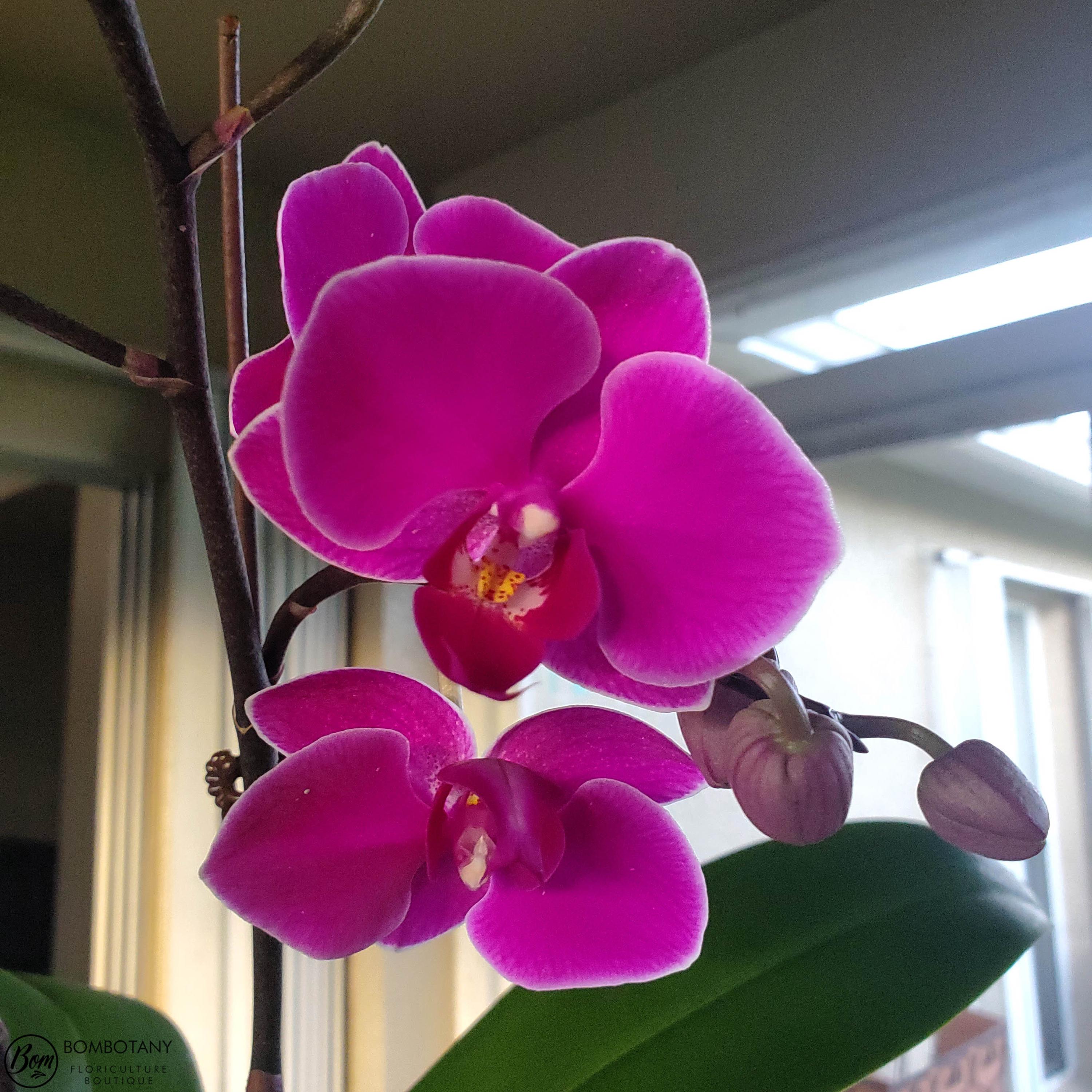 Multifloral Starter Doritaenopsis/Phalaenopsis Yu-Pin Burgundy