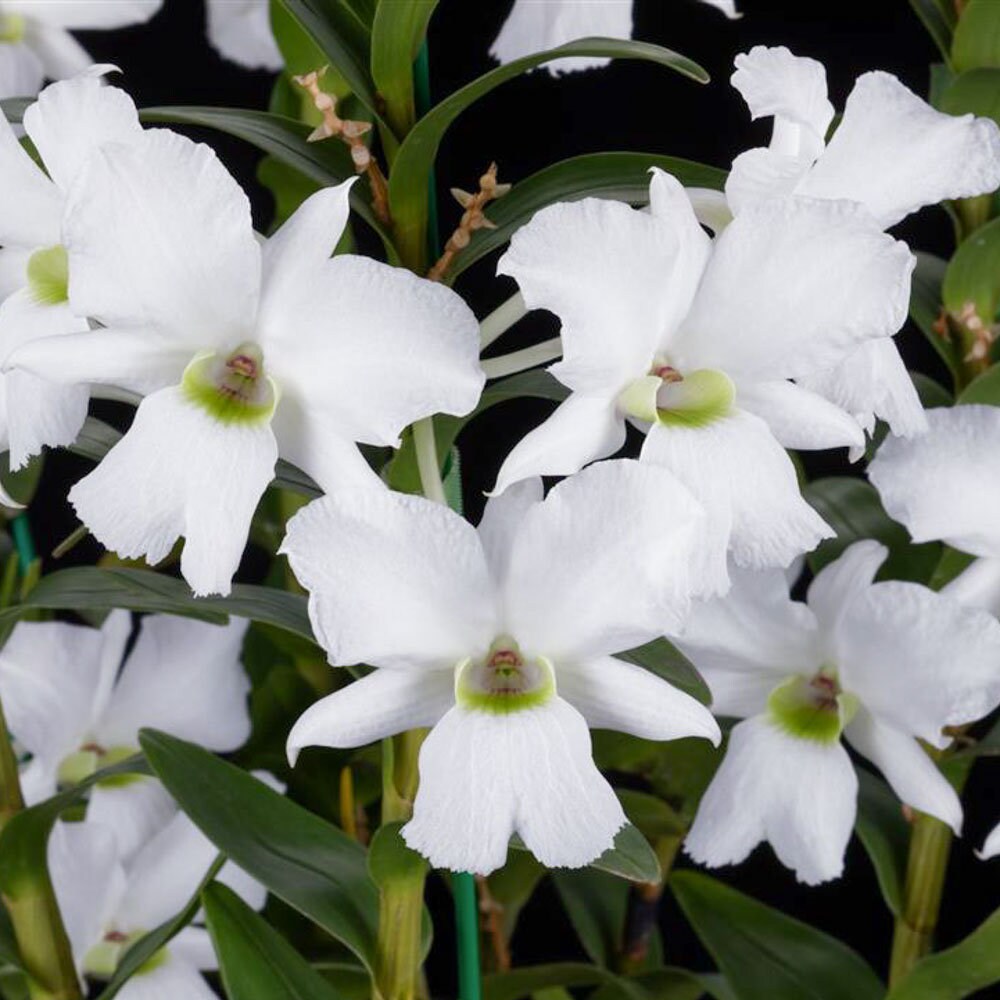 Species Dendrobium sanderae var luzonicum x major