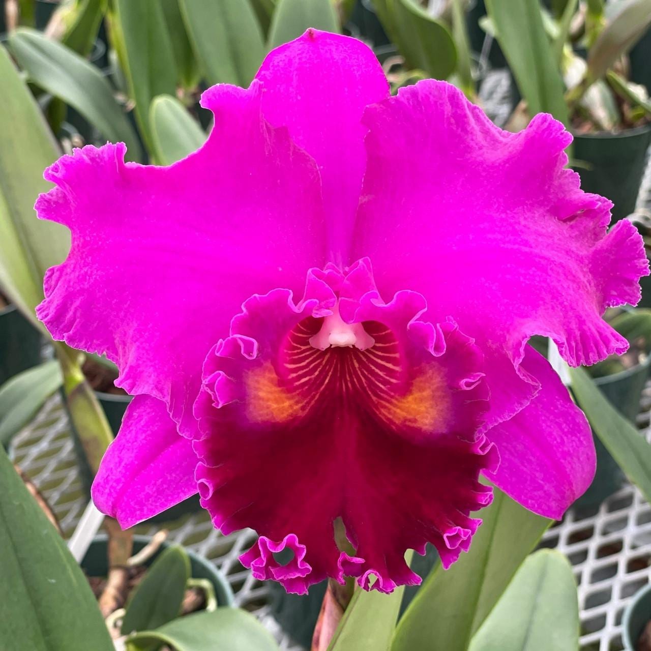 Starter Rhyncholaeliocattleya Mitsuo Akatsuka 'Volcano Queen'