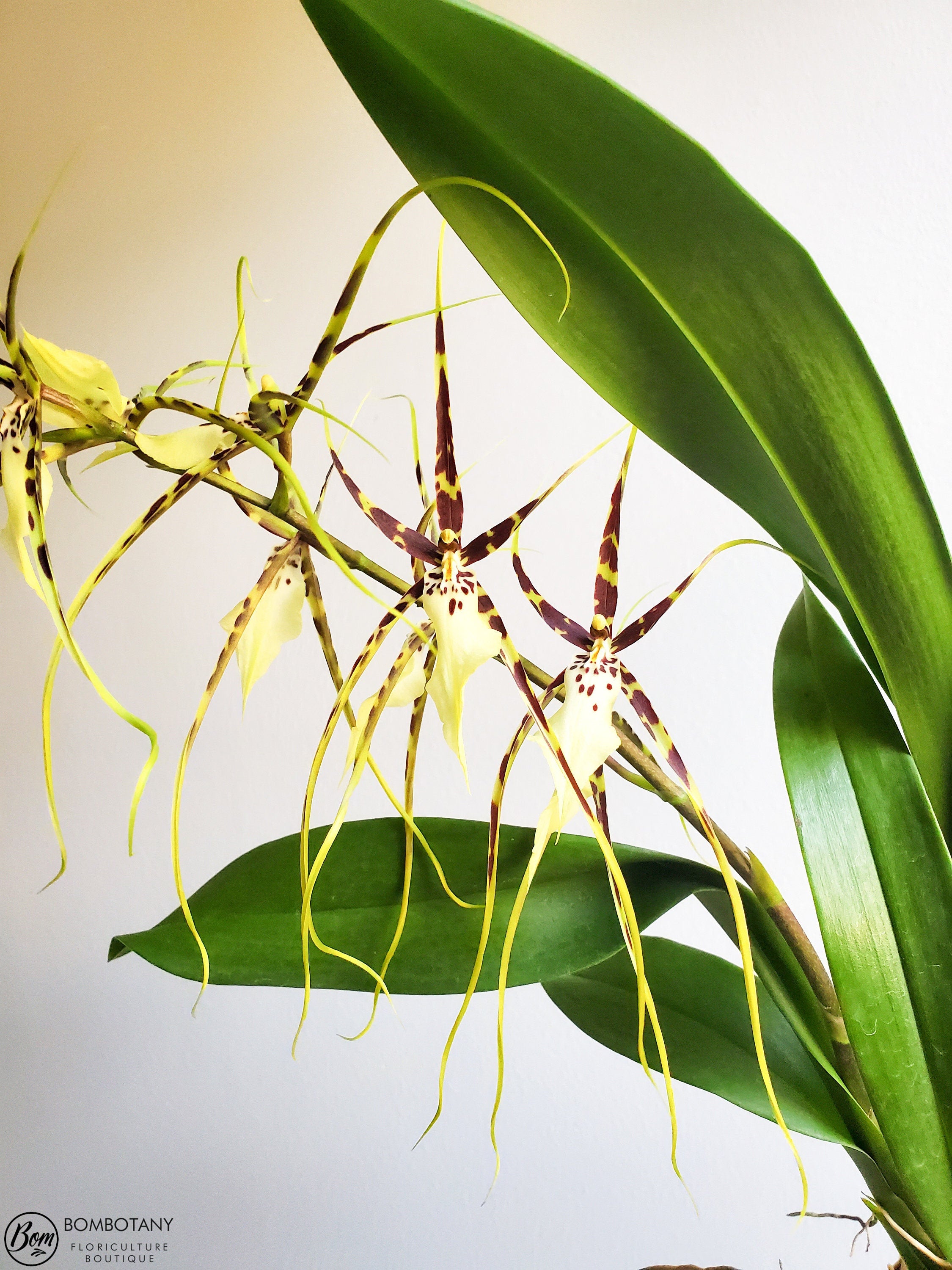 Fragrant Spider type Odontobrassia Kenneth Bivin 'Santa Barbara' IN SPIKE