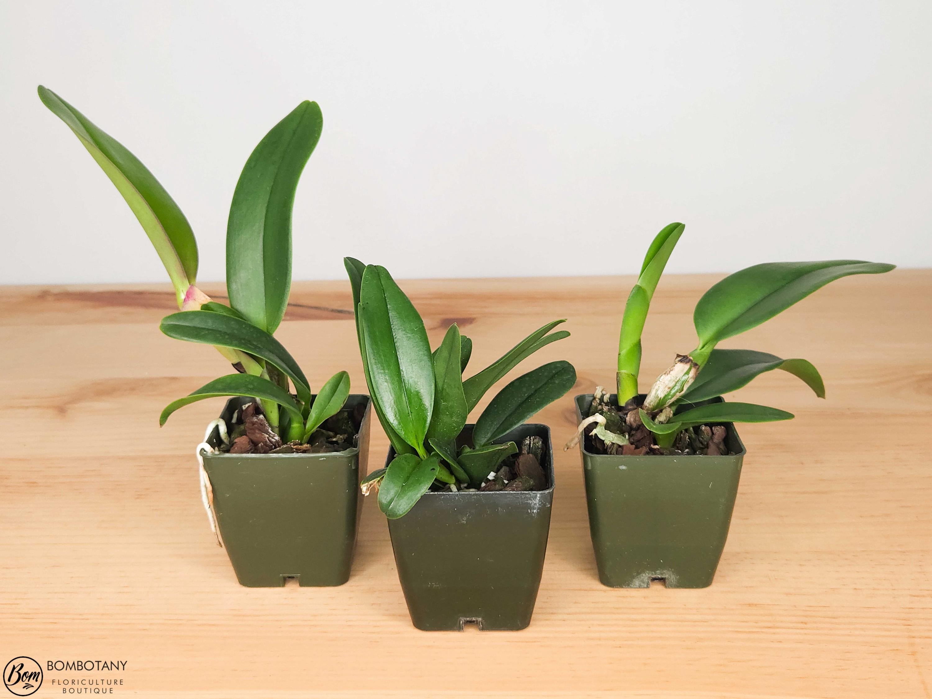 Starter Rhyncholaeliocattleya Tropic Flame 'Volcano Queen'