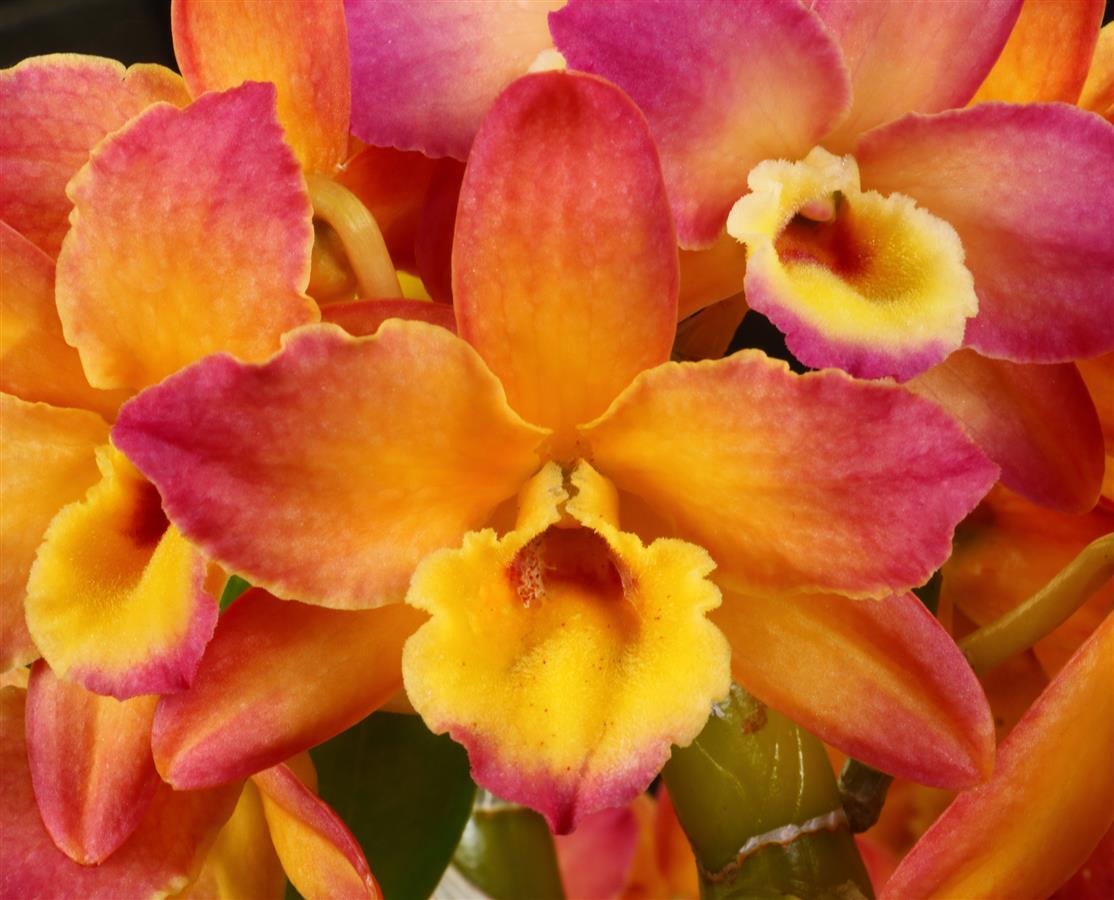 Fragrant Dendrobium Oriental Smile 'Butterfly'