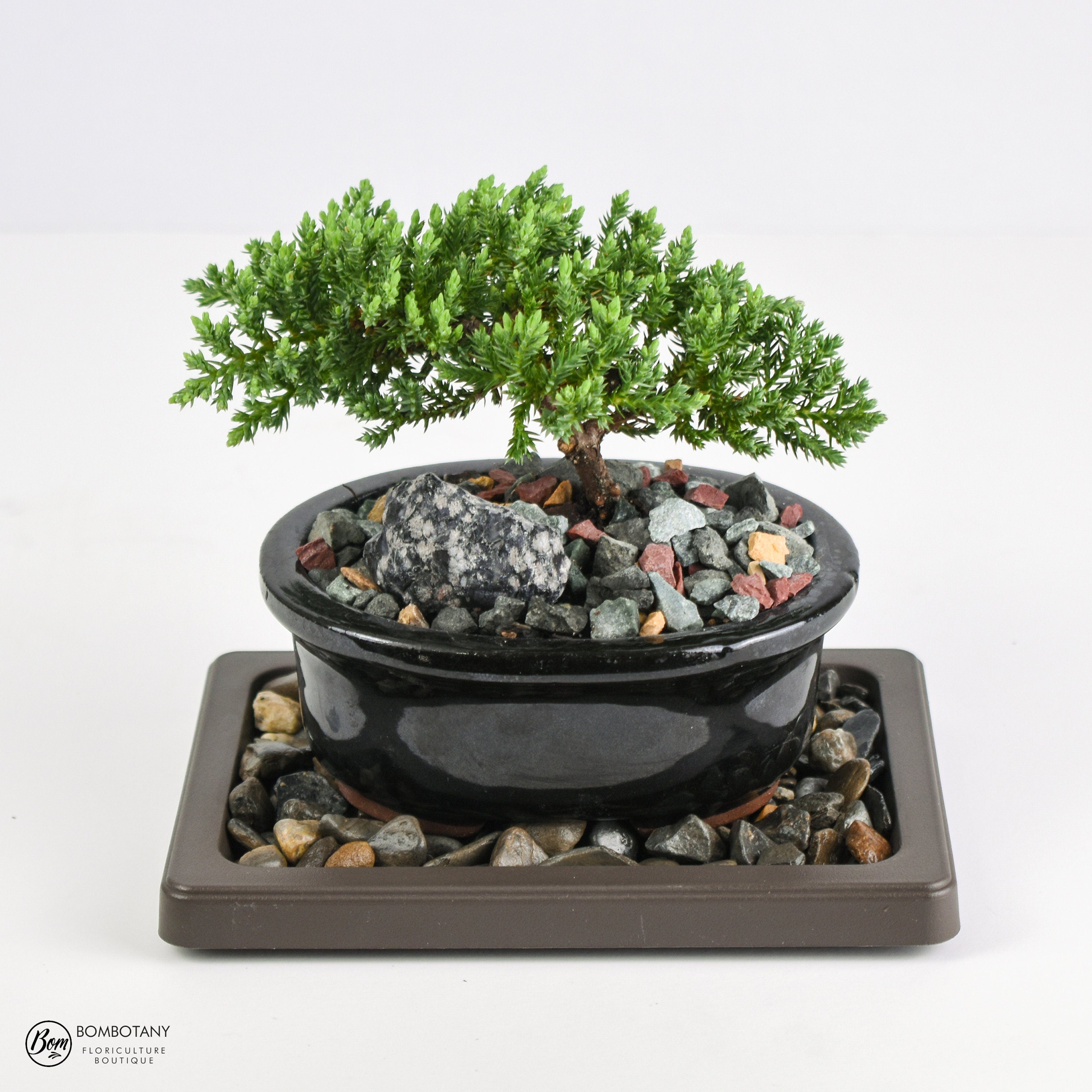 Money Tree Bonsai (Pachira Aquatica) in 5" Glazed Ceramic