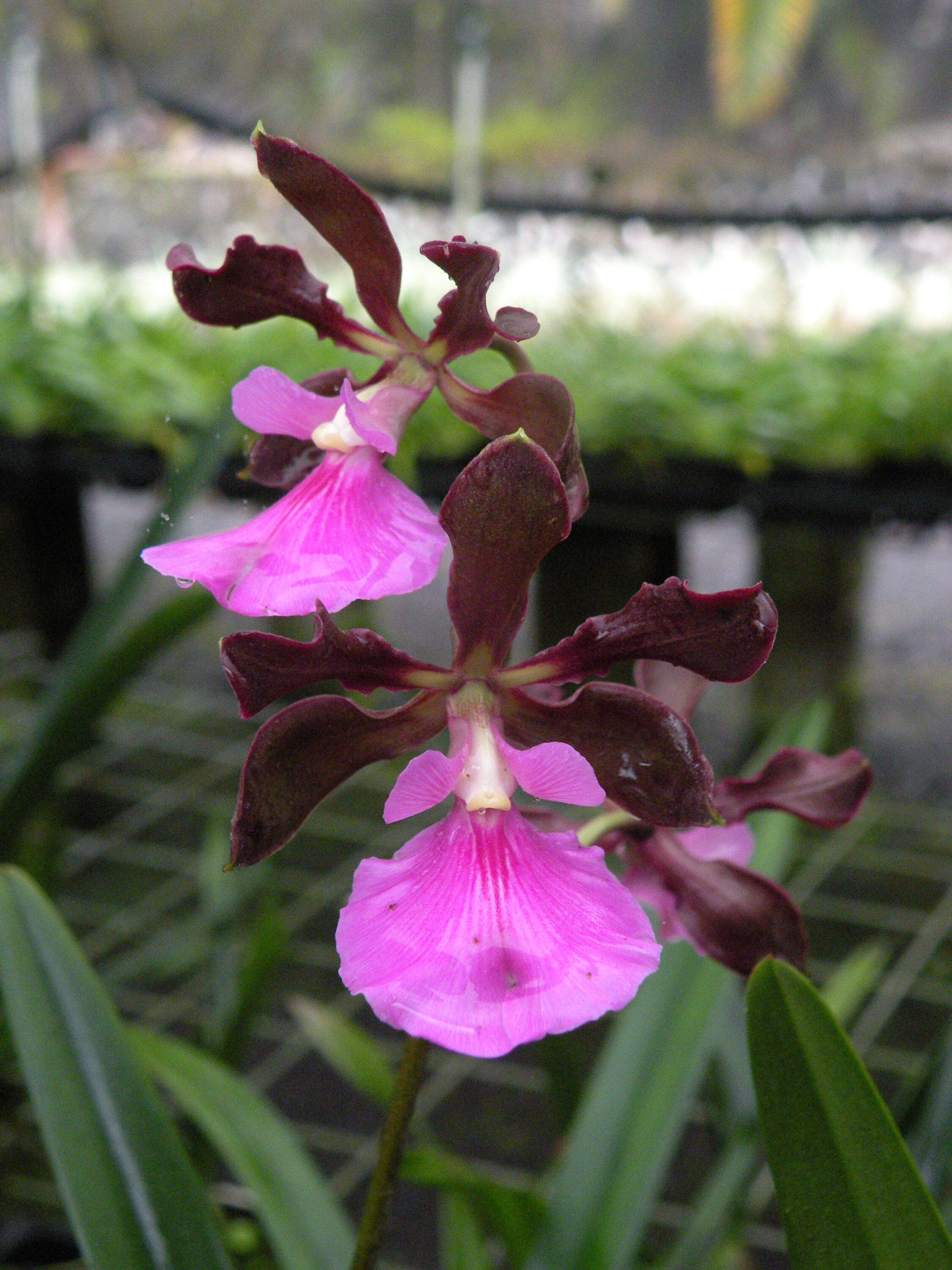 Fragrant Starter Encyclia Nursery Rhyme 'Genesis'