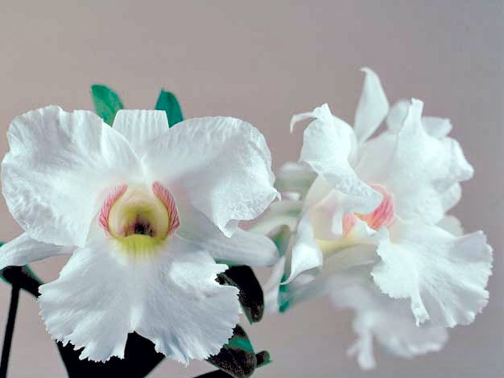 Dendrobium Alice Iwanaga