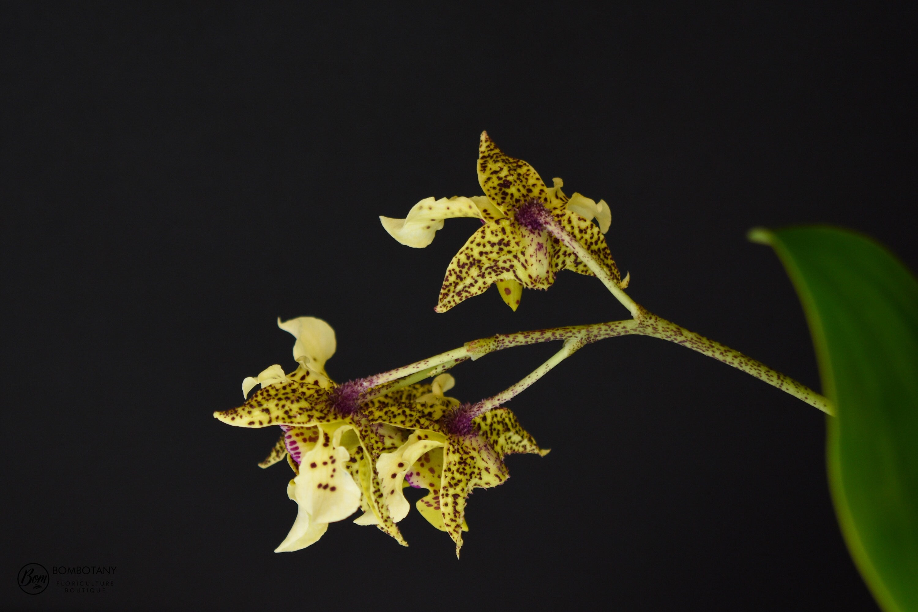 Fragrant Dendrobium Miva Abracadabra IN SPIKE