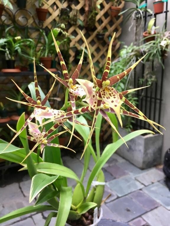 Variegated Spider Type Miltassia Shelob 'Okika'