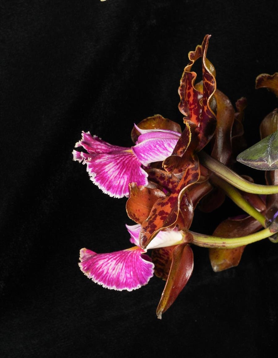 Fragrant Mottled Leaf Cattleya Peckaviensis