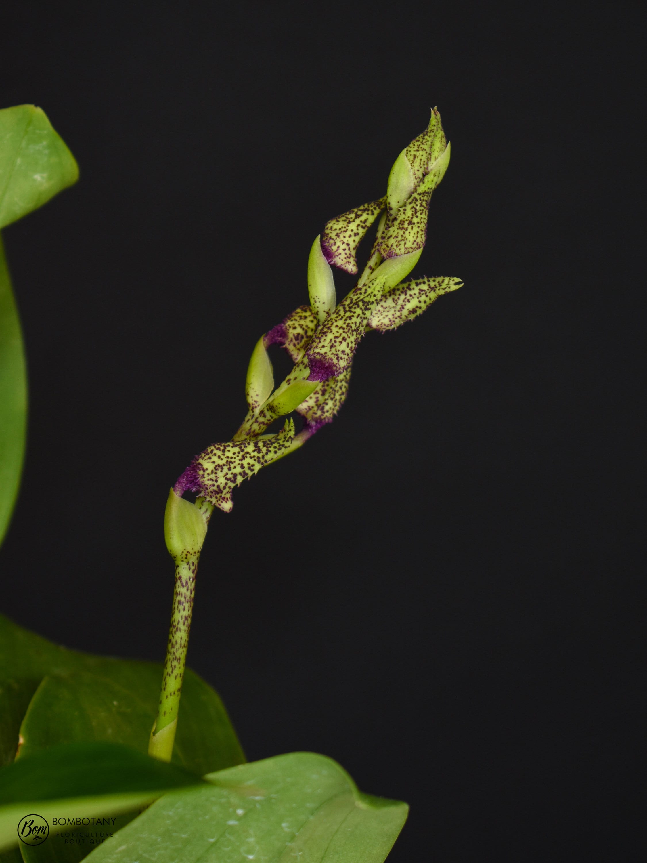 Fragrant Dendrobium Miva Abracadabra IN SPIKE