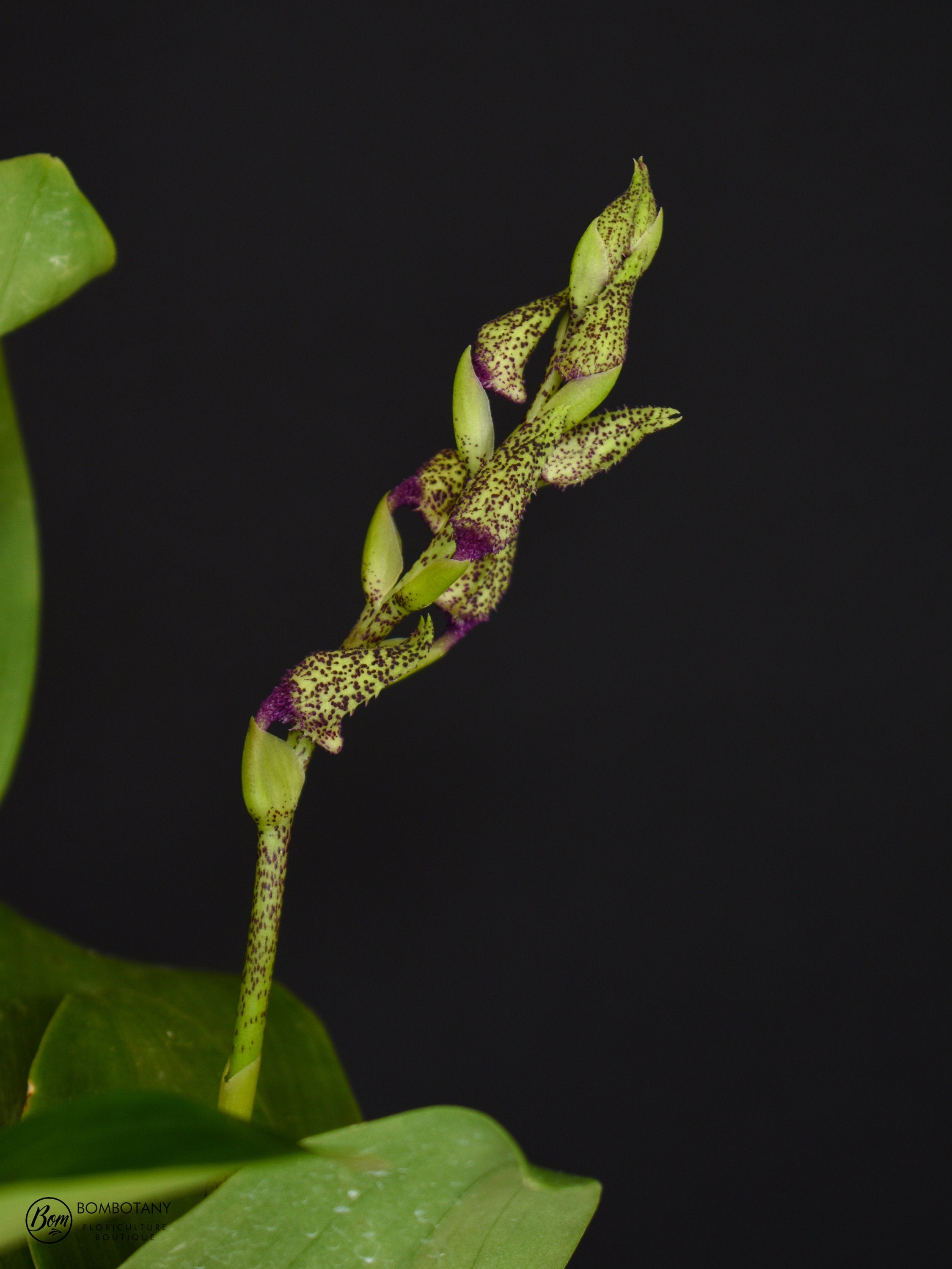 Fragrant Dendrobium Miva Abracadabra