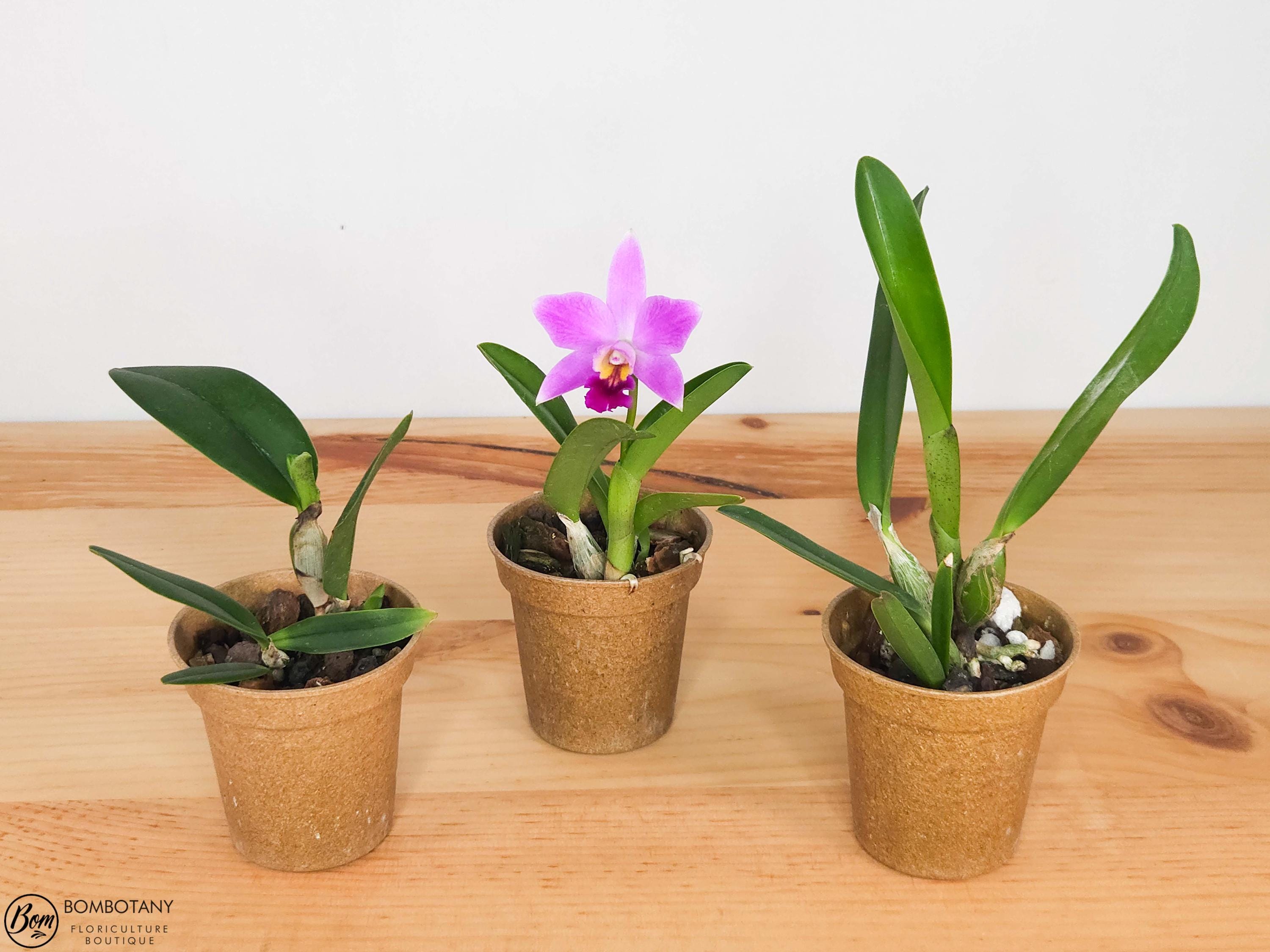 Fragrant Mini Laeliocattleya Amethyst Star 'Parkside' IN SPIKE