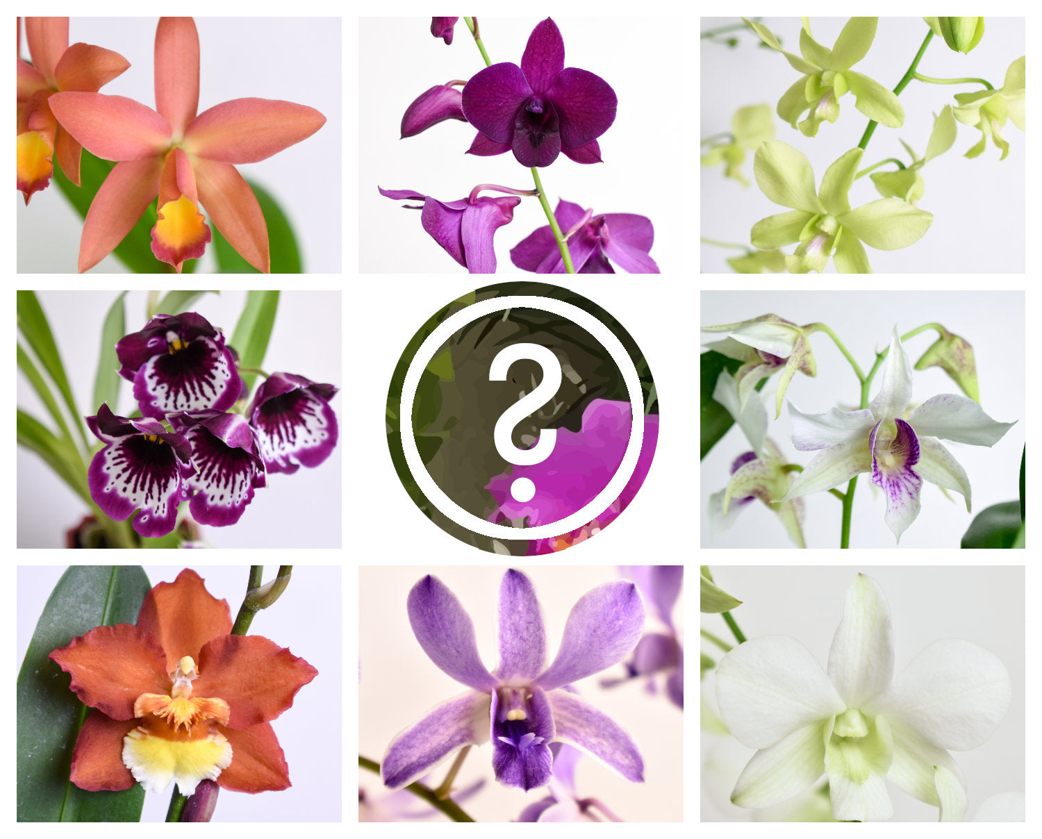 Orchids Mystery Box - 3 Blooming Orchid Plants