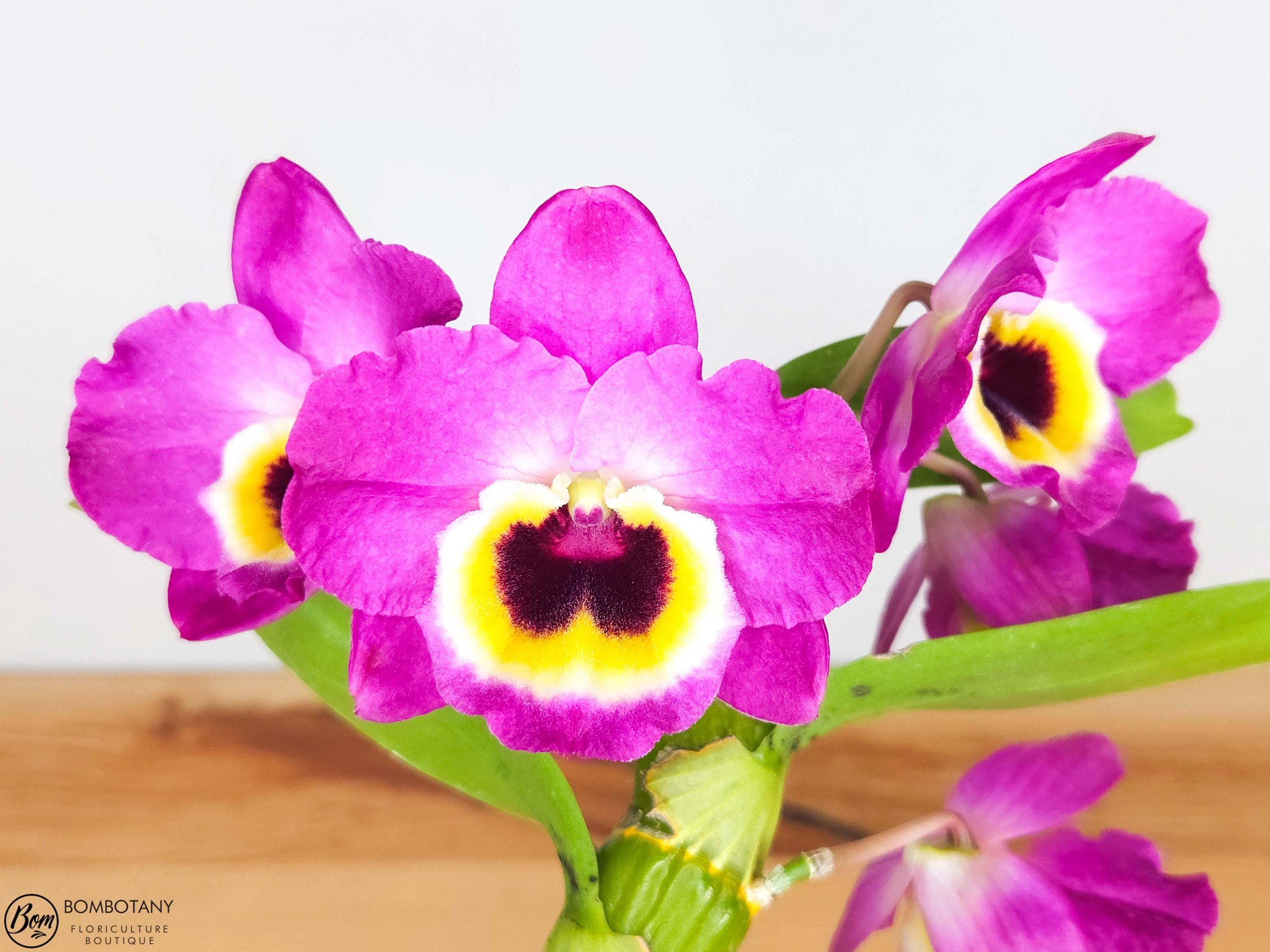 Fragrant Dendrobium Red Emperor 'Prince' IN BLOOM