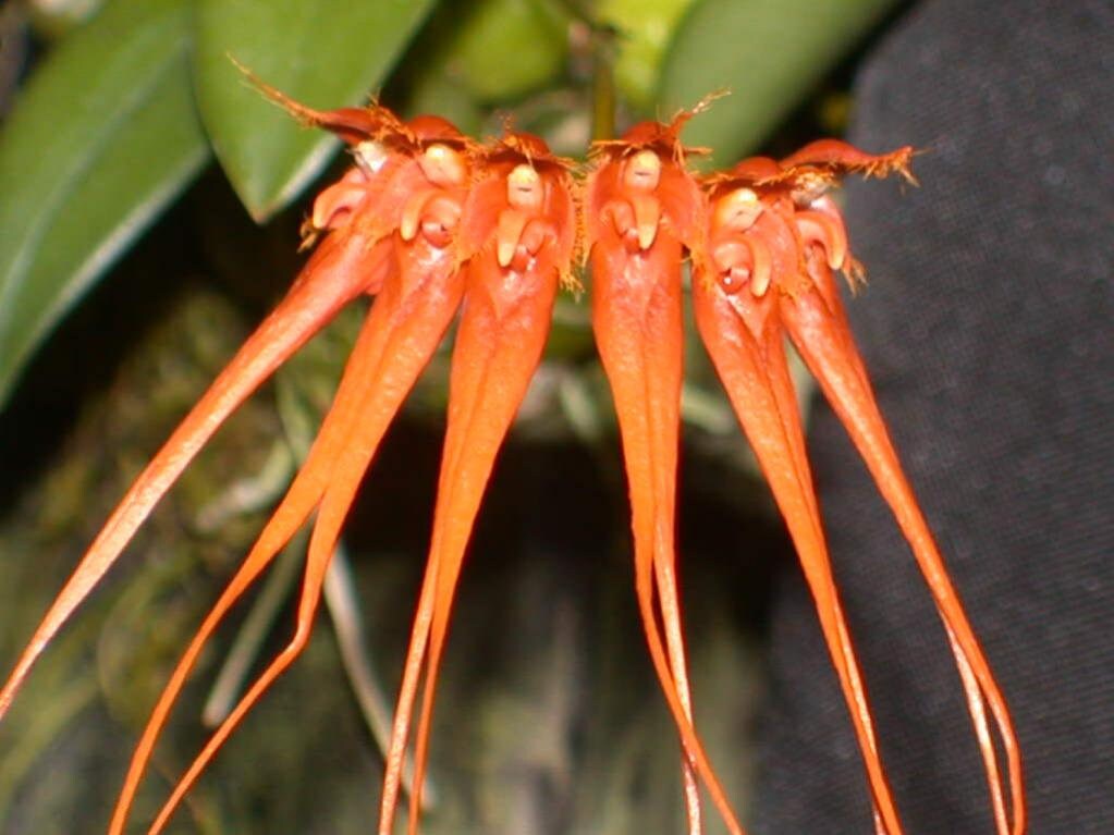 Mini Bulbophyllum tingabarinum forma flavum