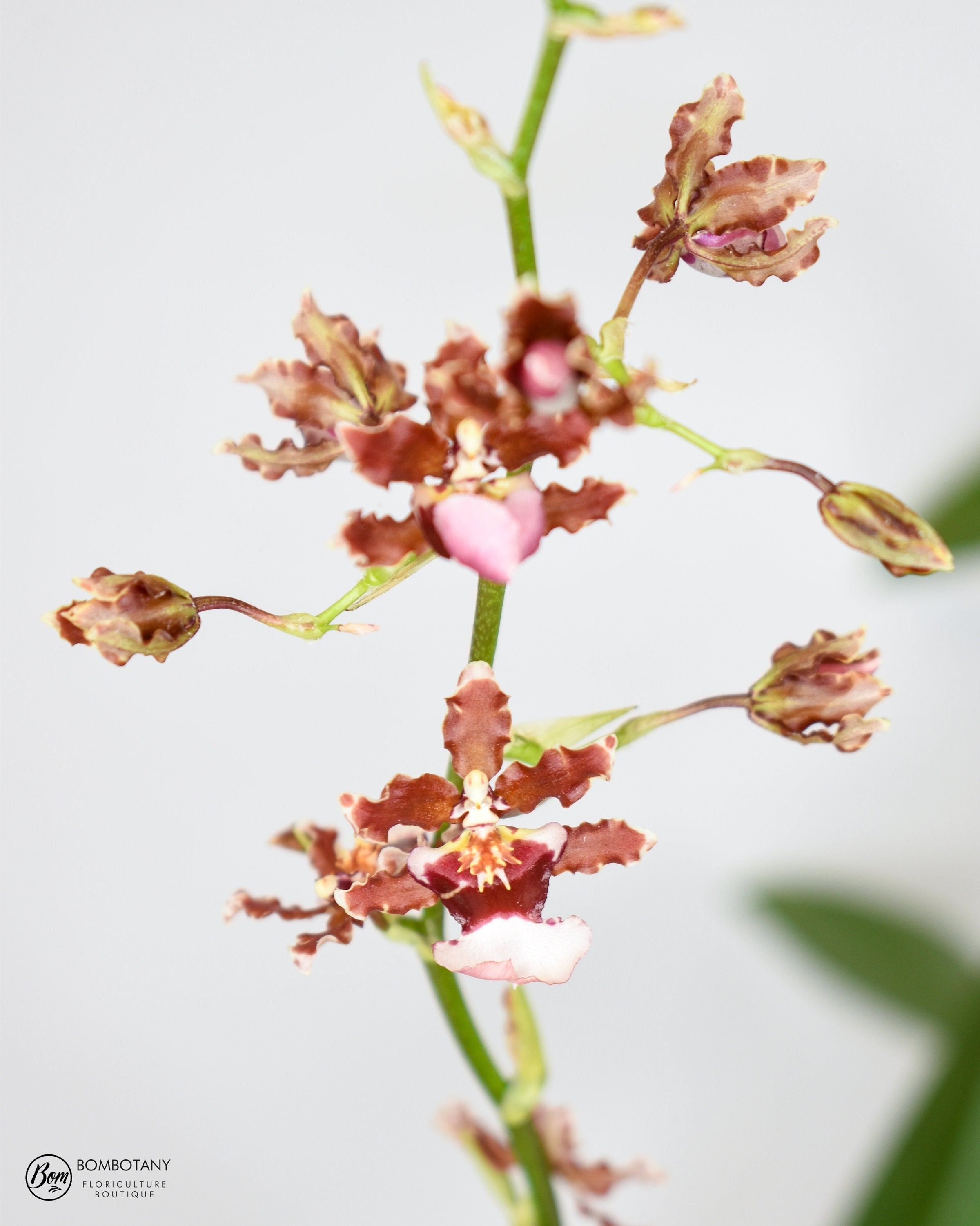 Oncidium Ruth's Rainbow 'Over the Rainbow'