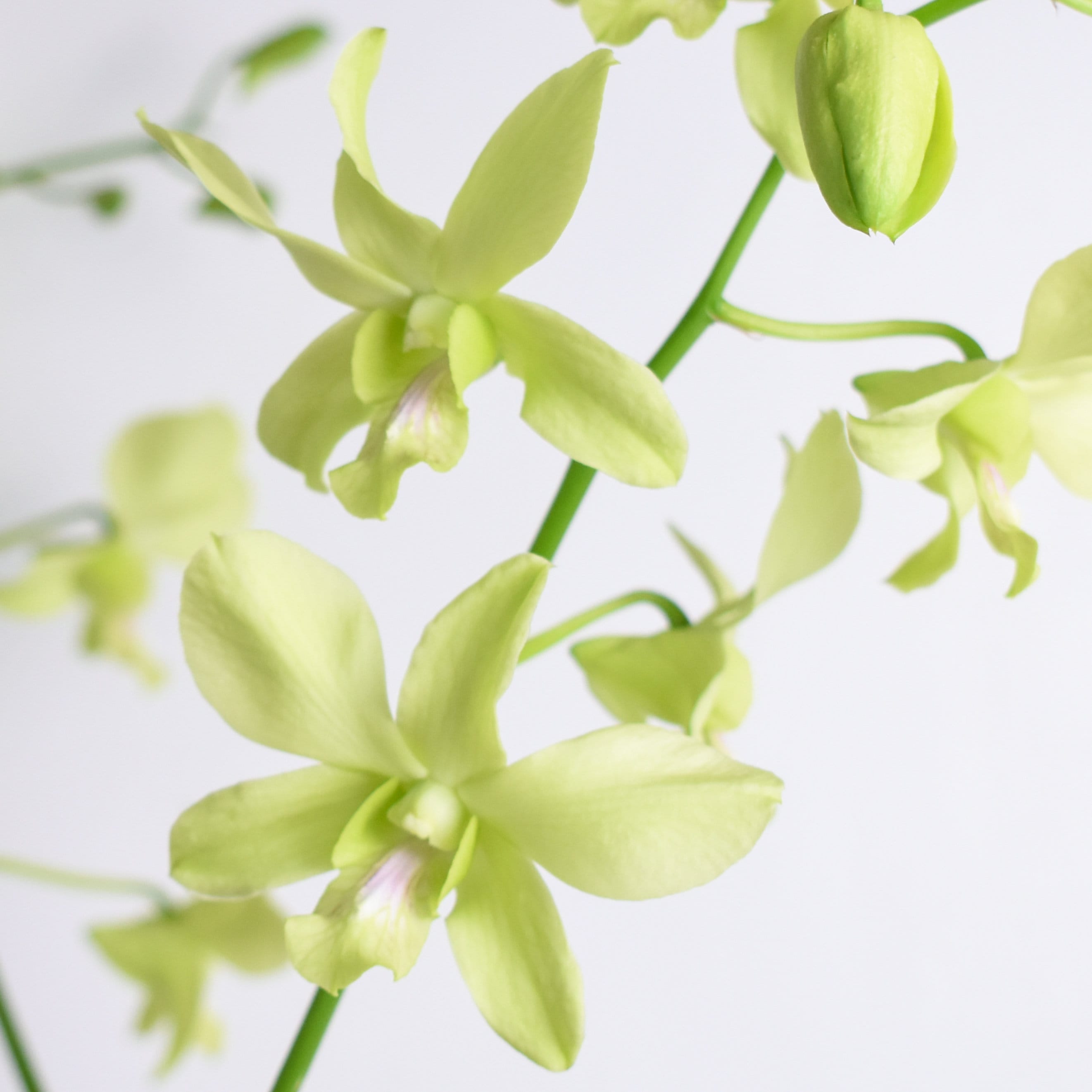 Dendrobium Aridang Green