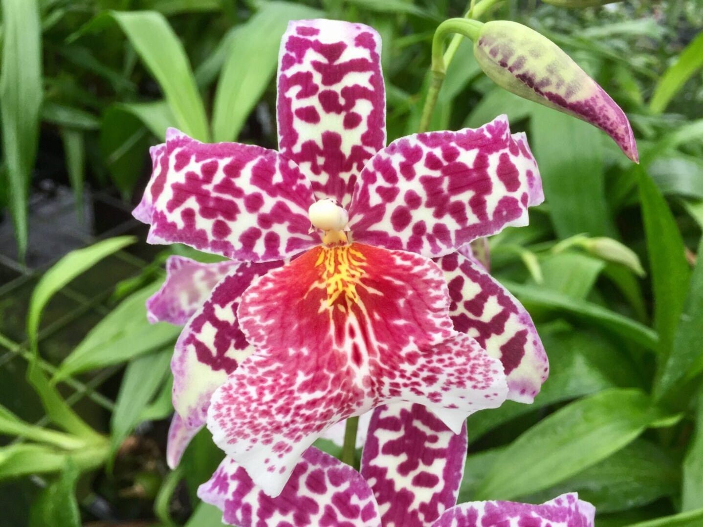 Fragrant Beallara Big Shot 'Pink Panther' IN SPIKE