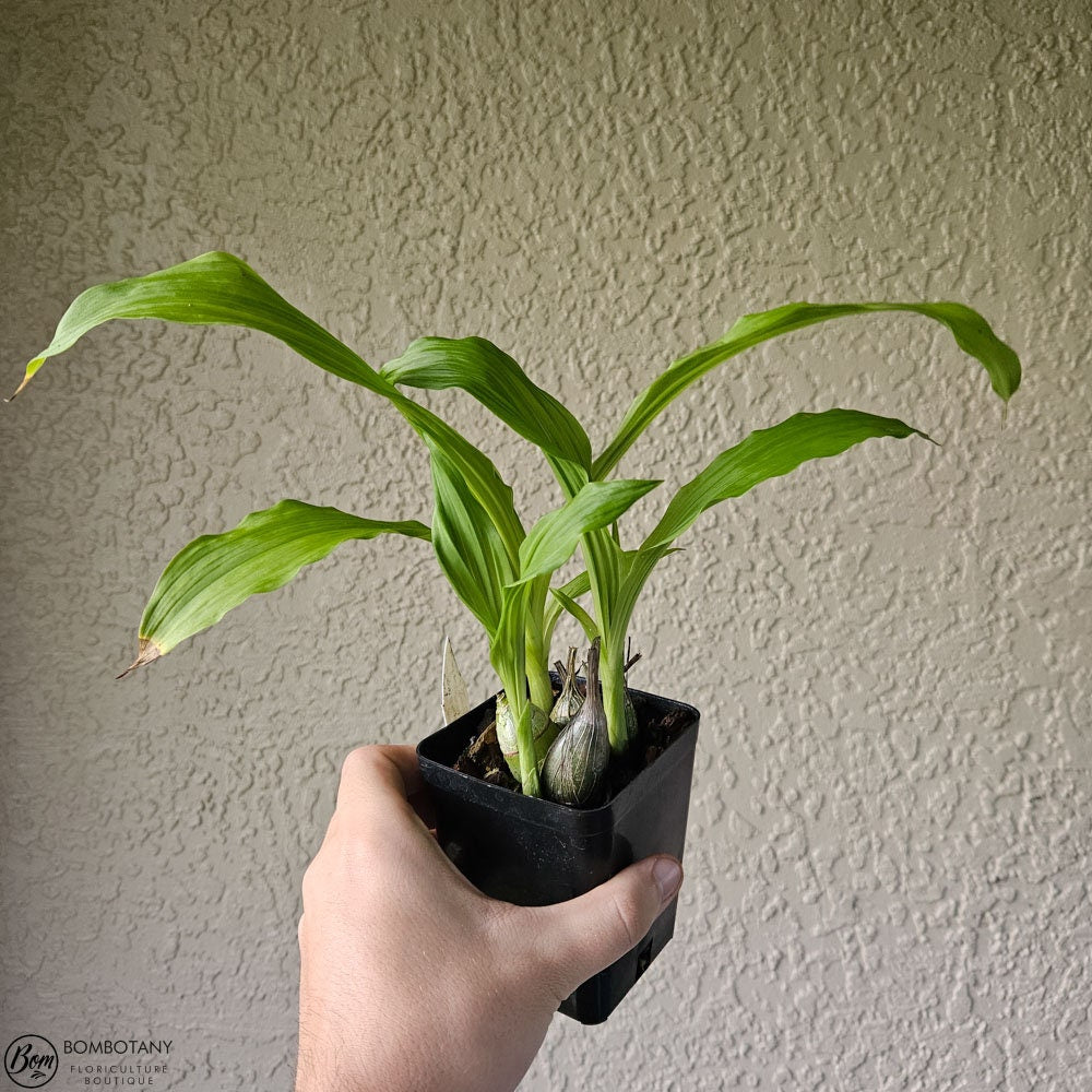 Terrestrial Phaiocalanthe Kryptonite x Calanthe vestita