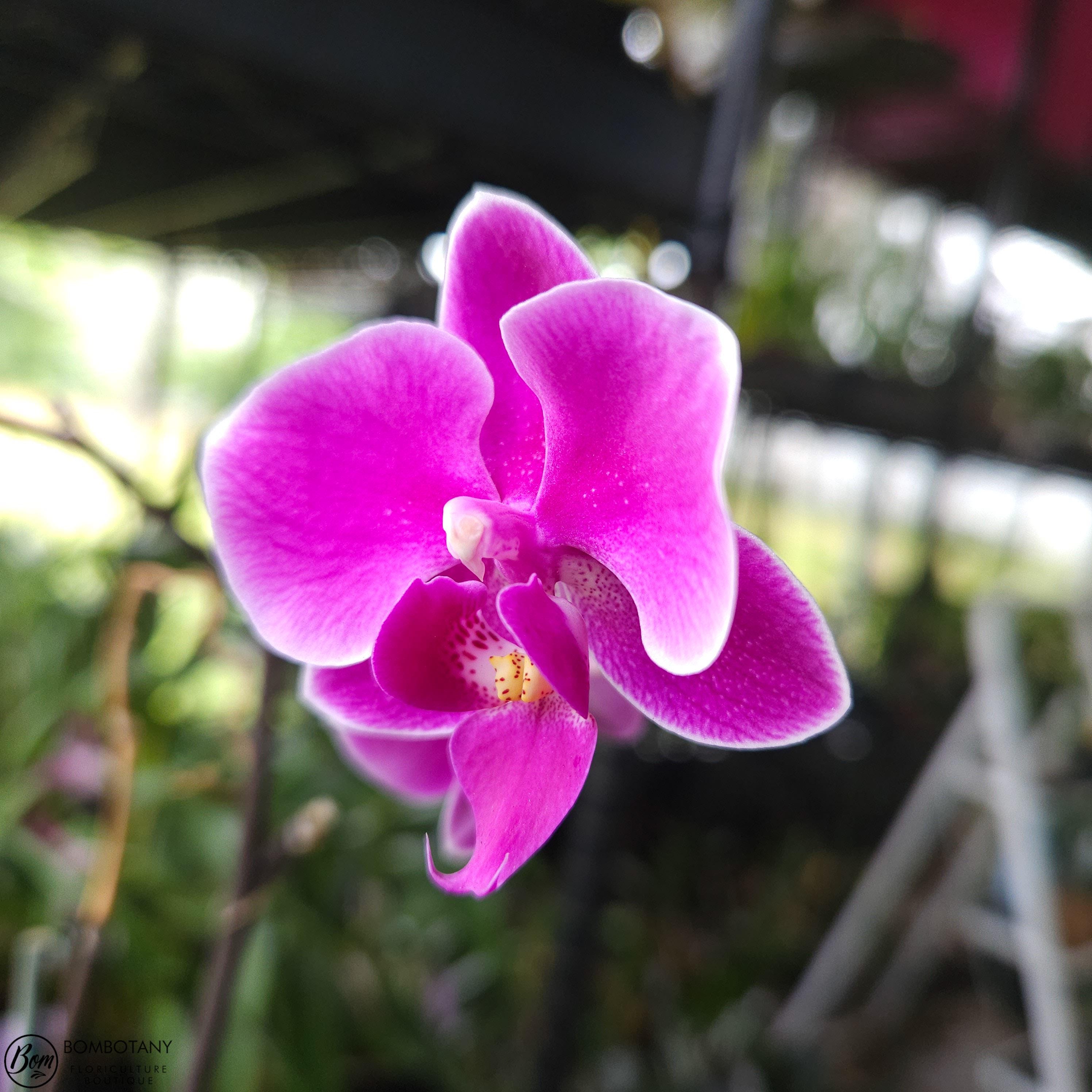 Multifloral Starter Doritaenopsis/Phalaenopsis Yu-Pin Burgundy