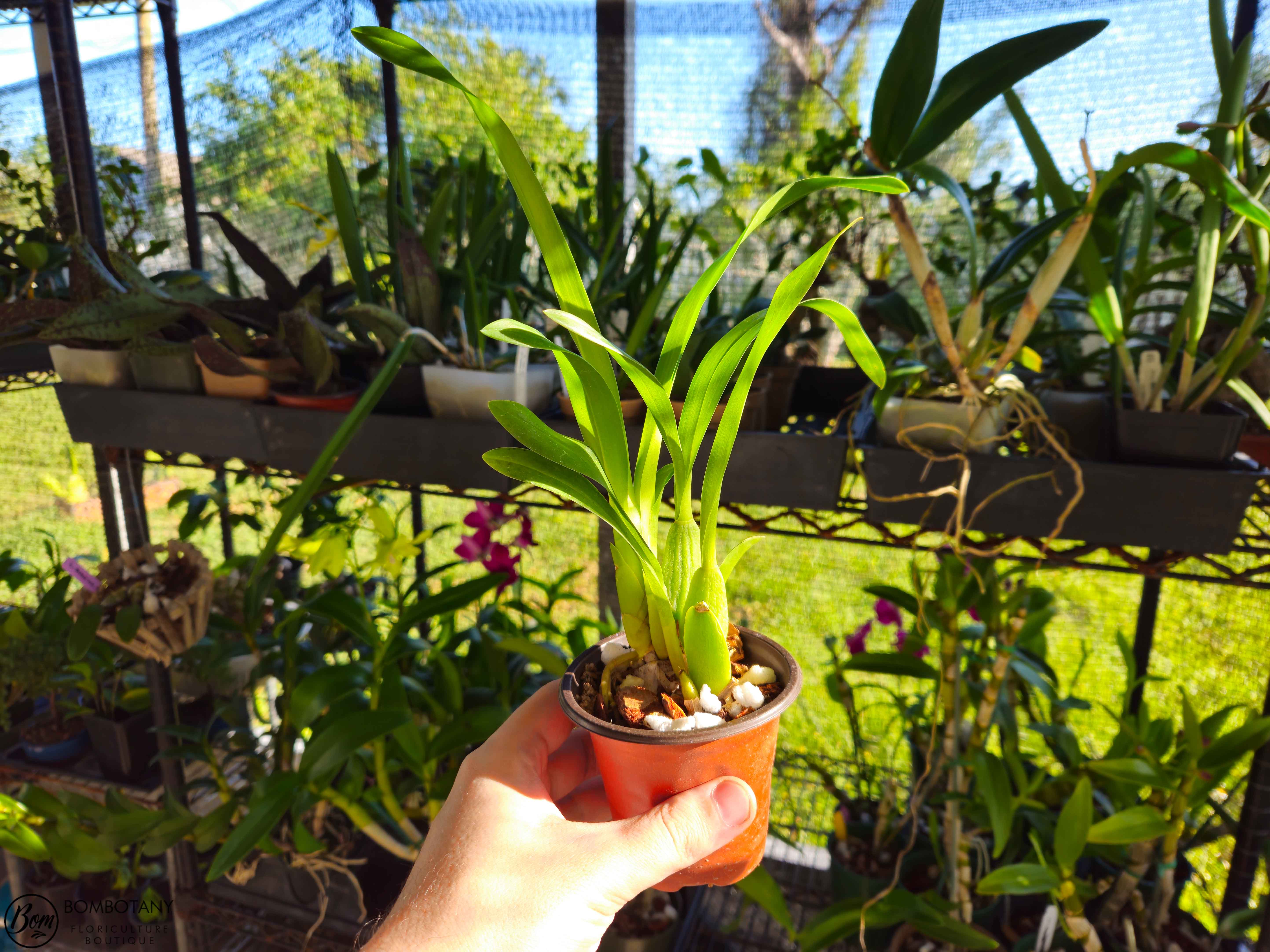 Spider Type Miltassia C. M. Fitch 'Izumi' – bombotany