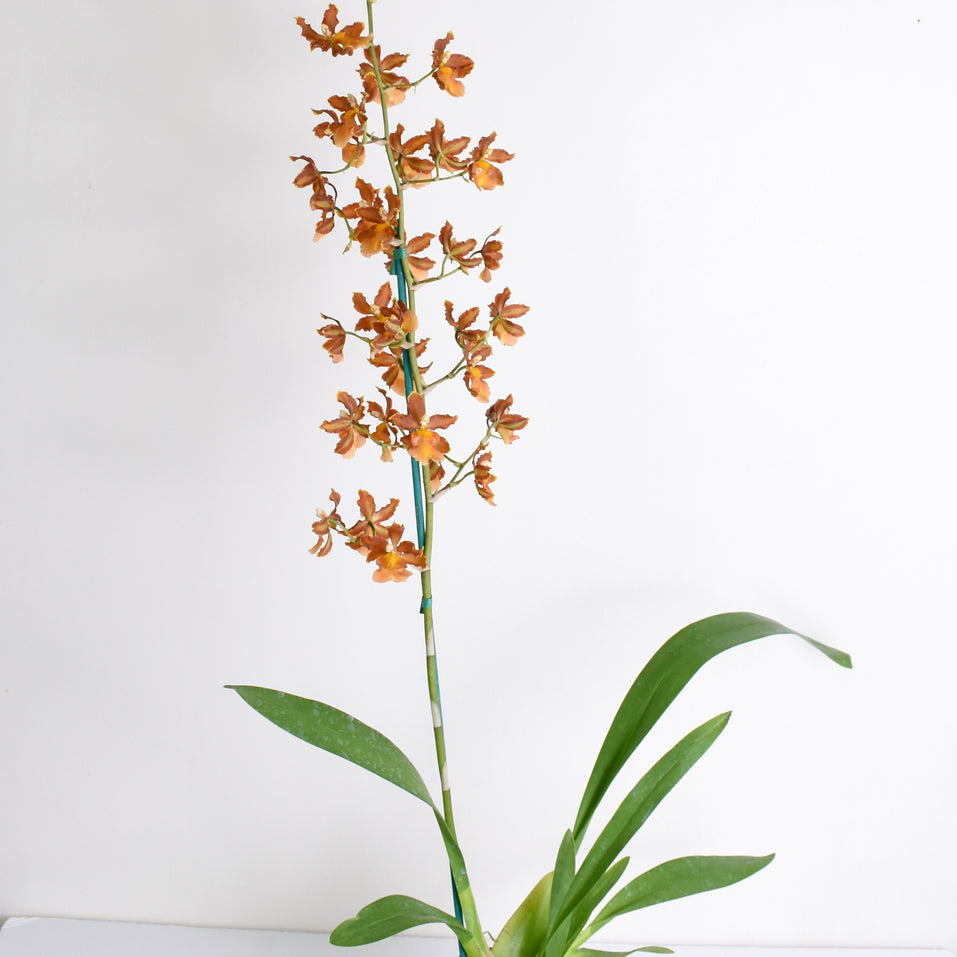Odontocidium Catatante 'Sun King'