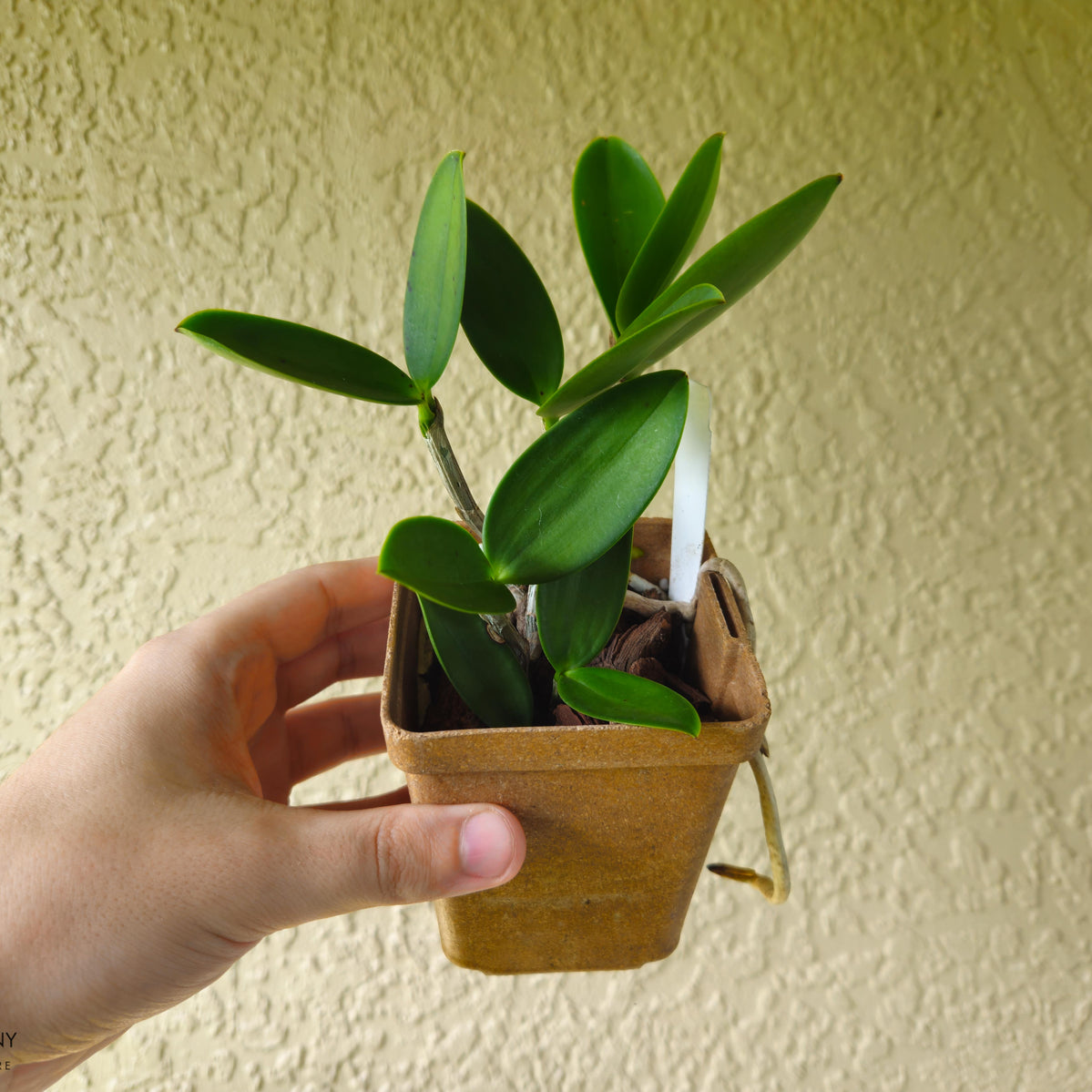 Fragrant Mottled Leaf Cattleya aclandiae