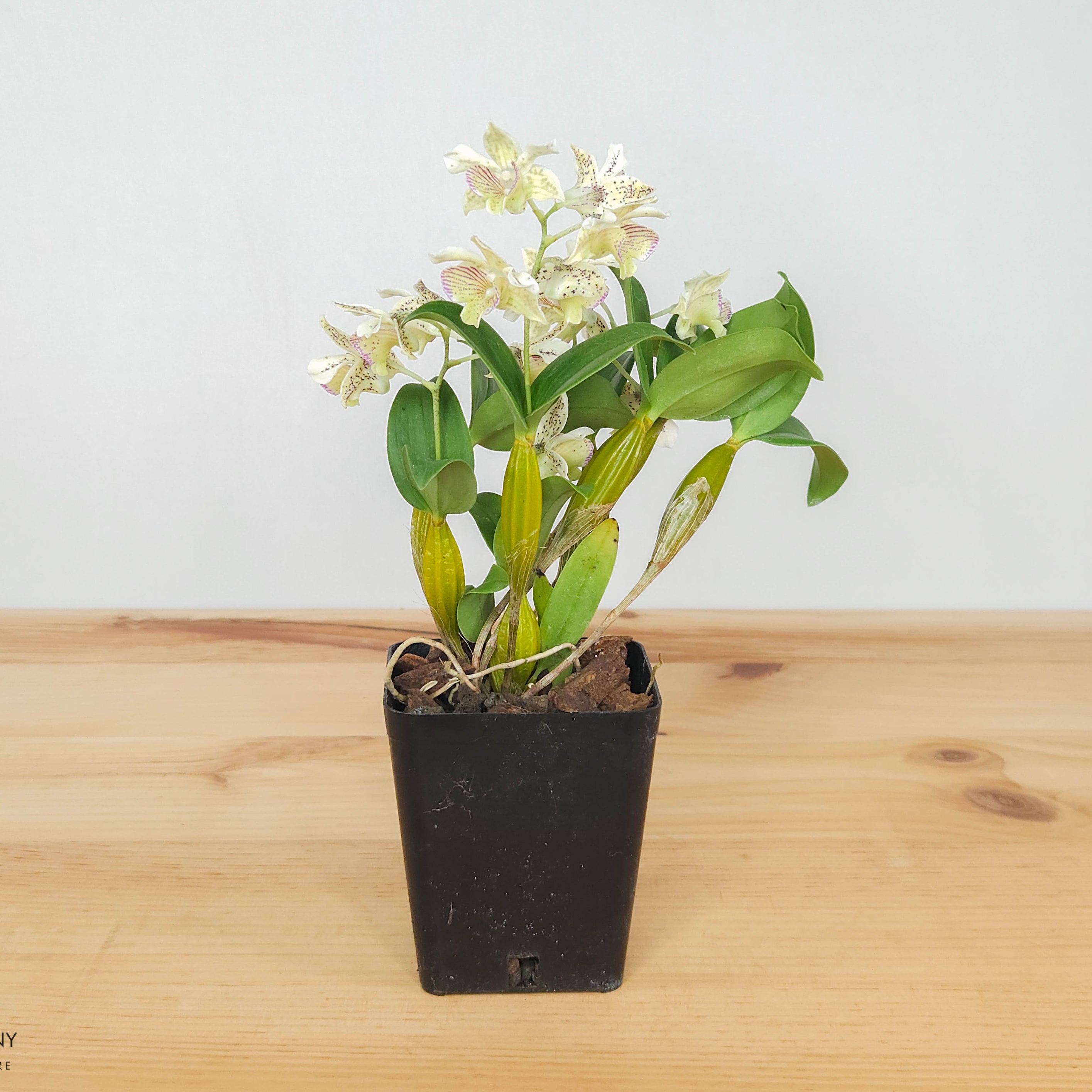 Fragrant Dendrobium Chocolate Chip IN SPIKE