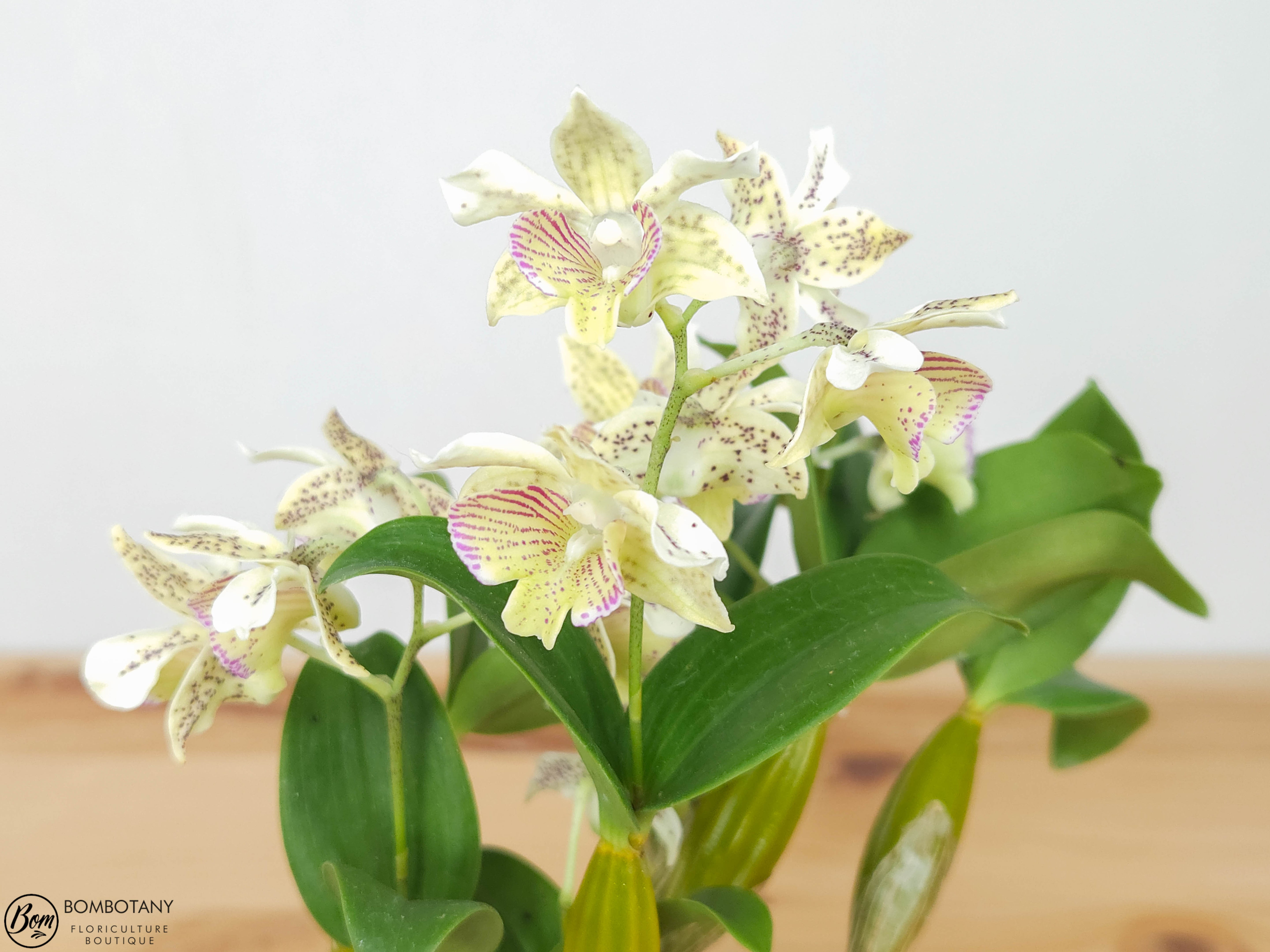 Fragrant Dendrobium Chocolate Chip IN SPIKE