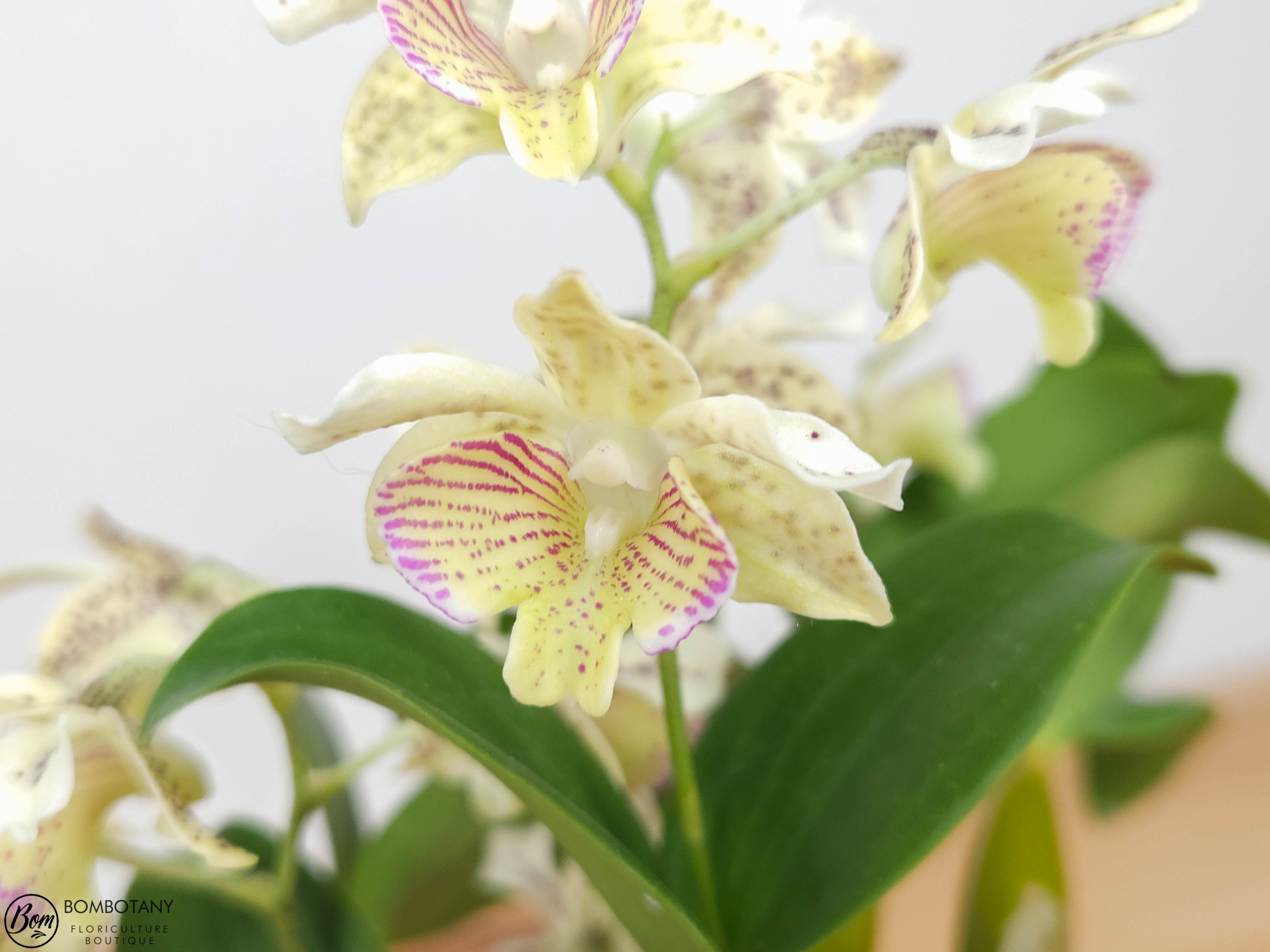 Fragrant Dendrobium Chocolate Chip IN SPIKE