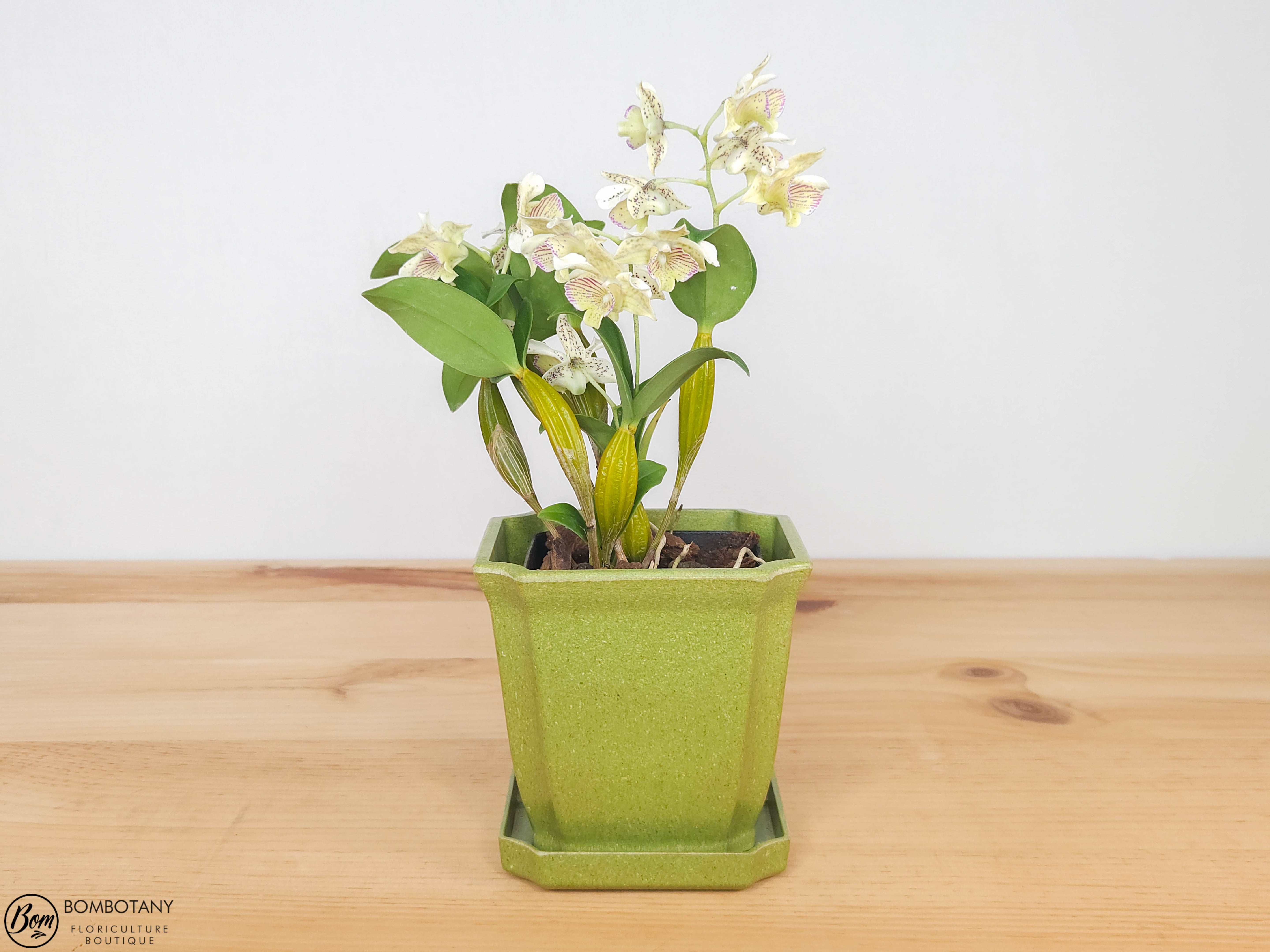 Fragrant Dendrobium Chocolate Chip IN SPIKE